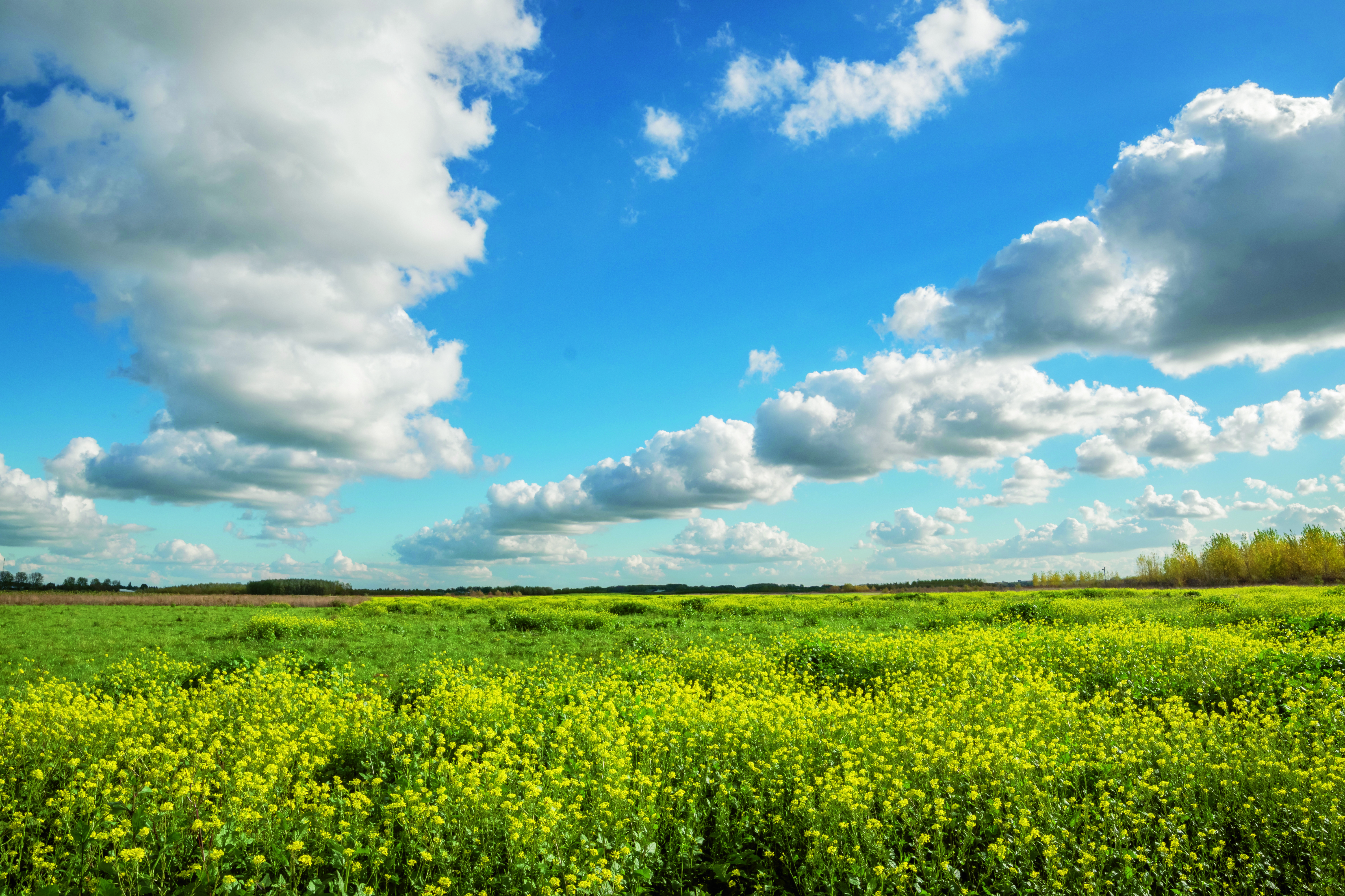 Landschap: bloemenweide met blauwe lucht 