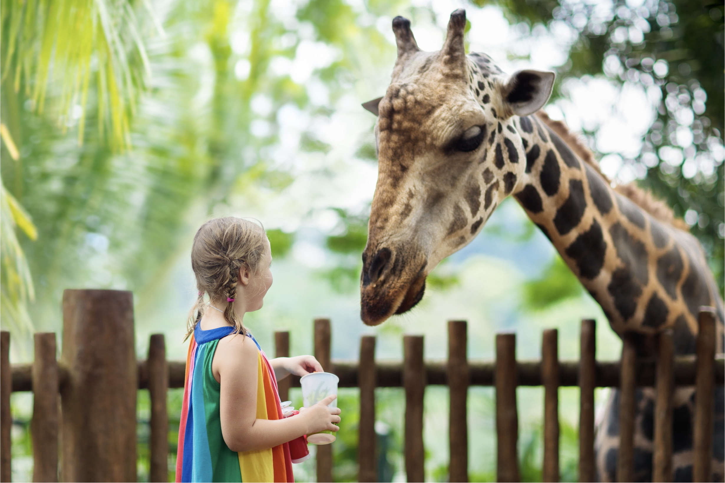 Giraffe met meisje in dierentuin