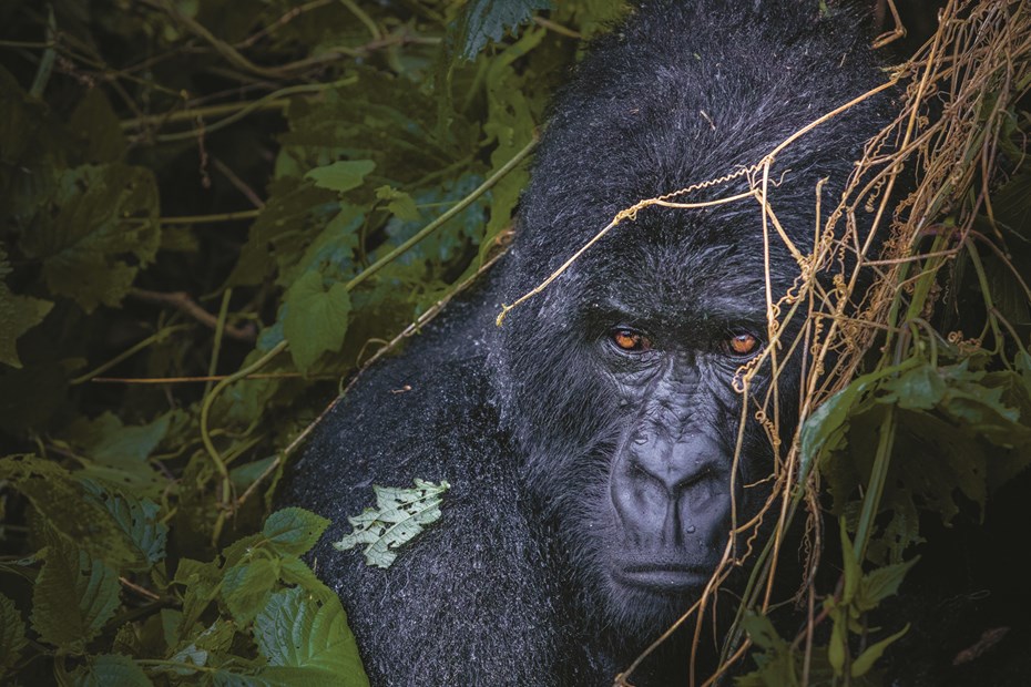 Berggorilla