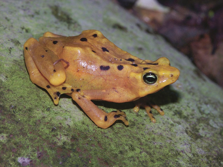 Bonte klompvoetkikker
