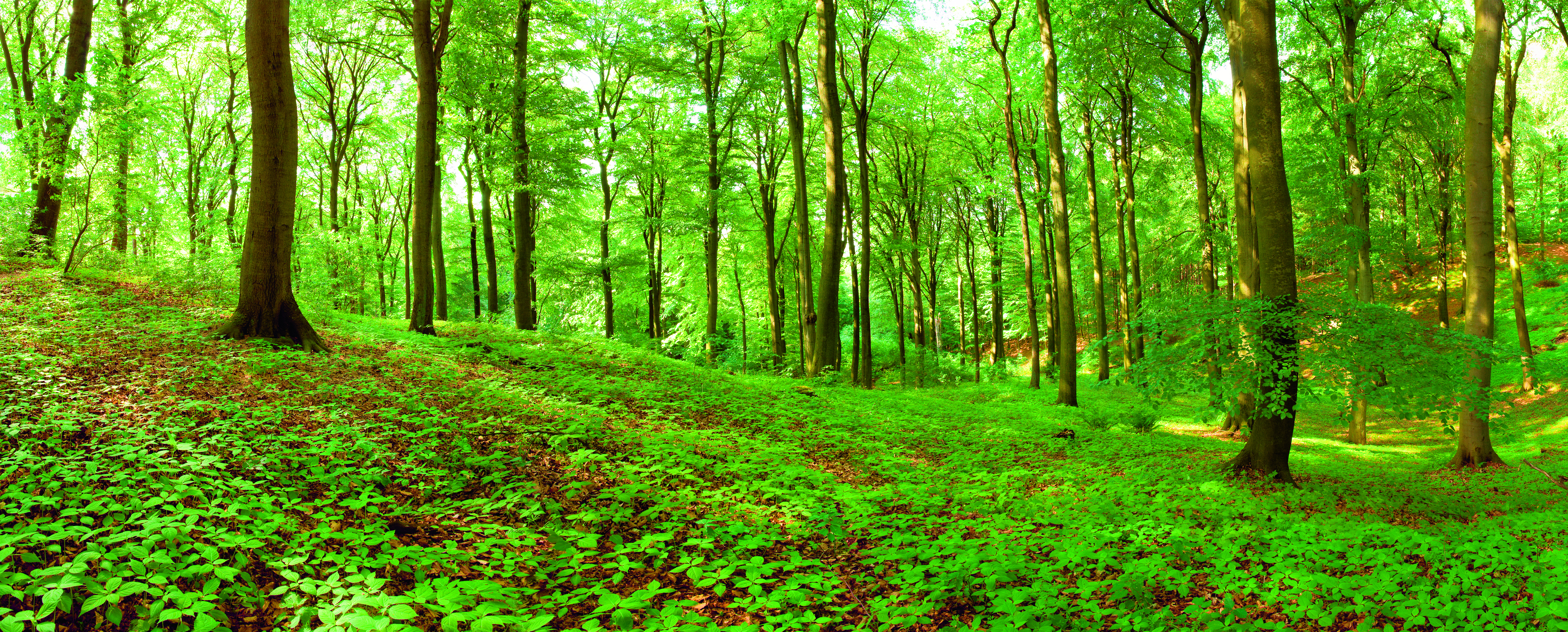Een bos met veel groen