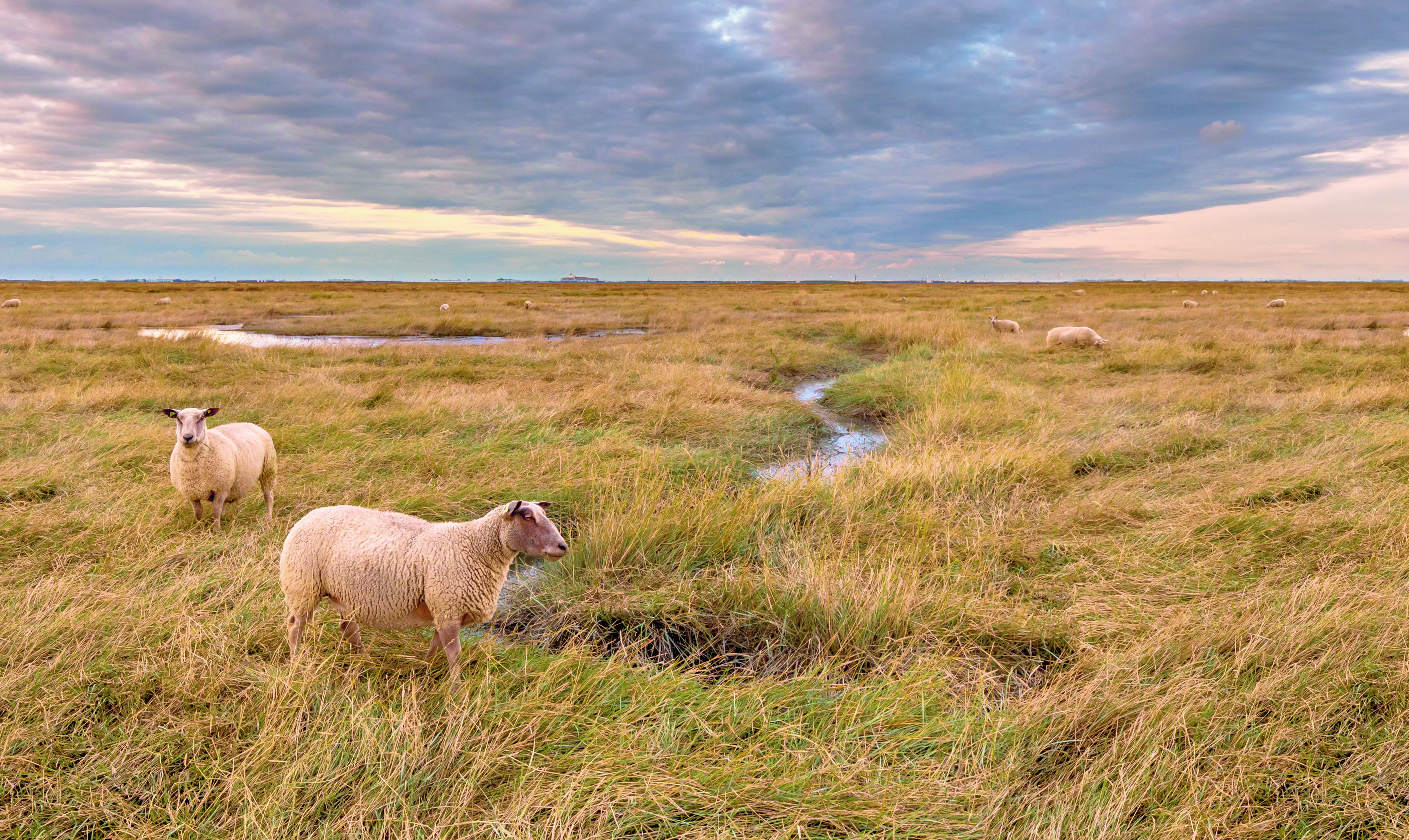 Verdronken land van Saeftinghe in Zeeland