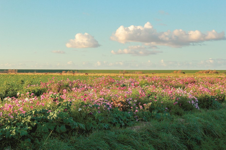 Landschap met bloemen