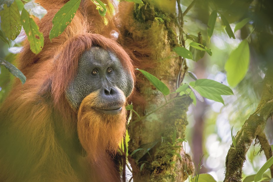 Tapanuli orang-oetan