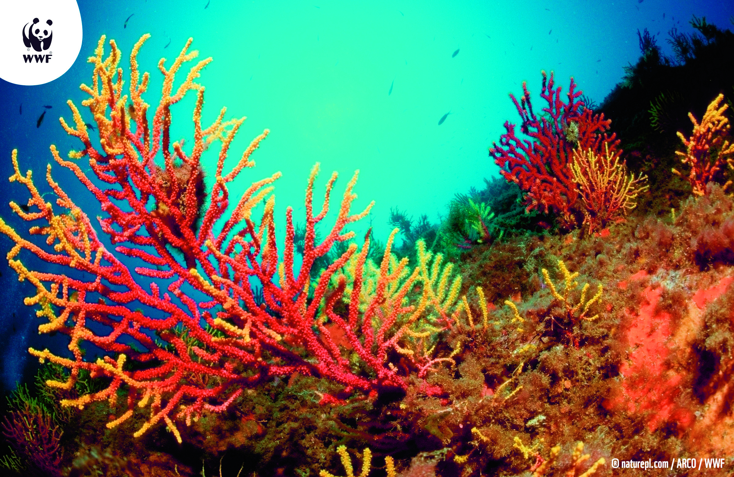 Wallpaper WWF koraalrif 