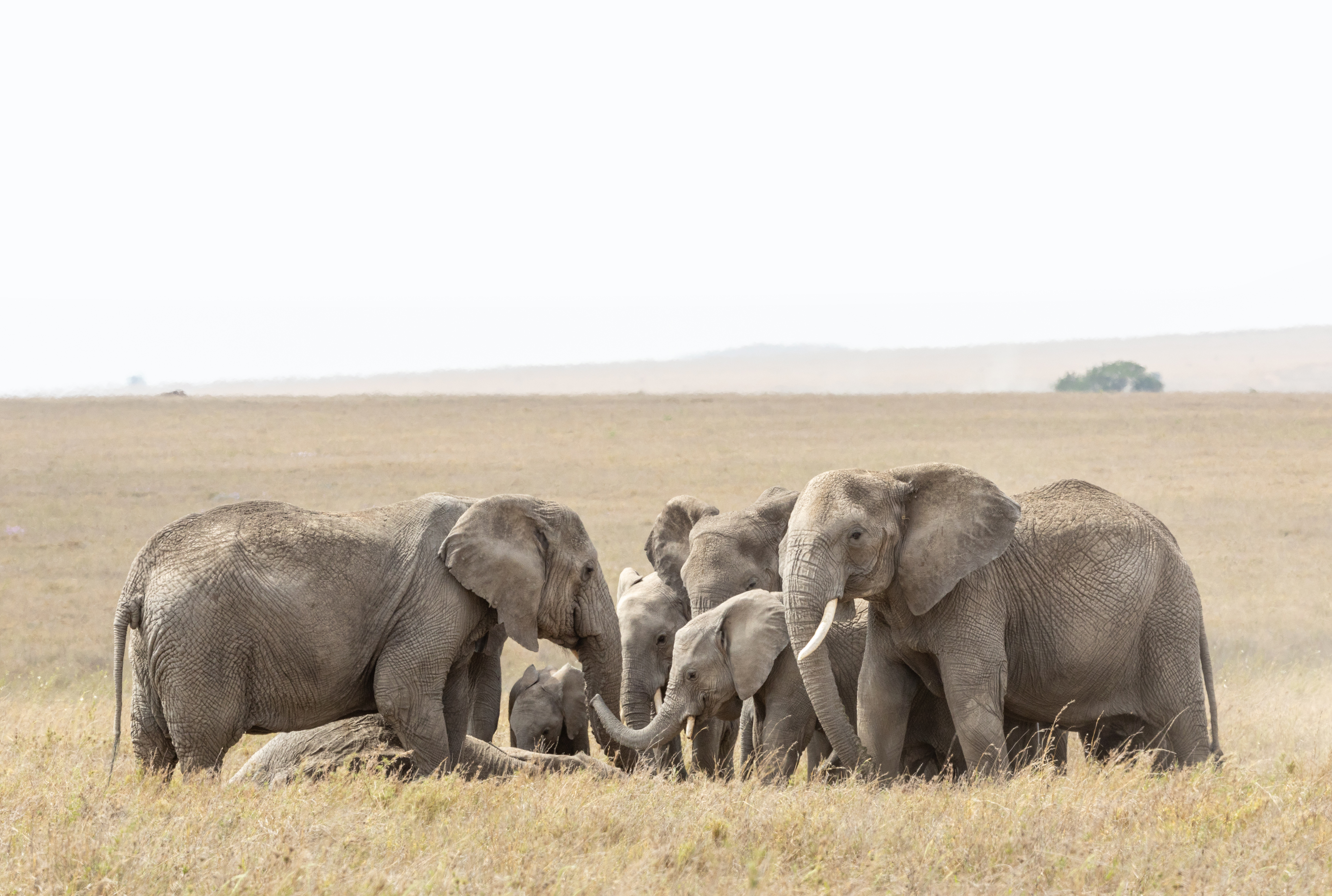 Groep olifanten in rouw