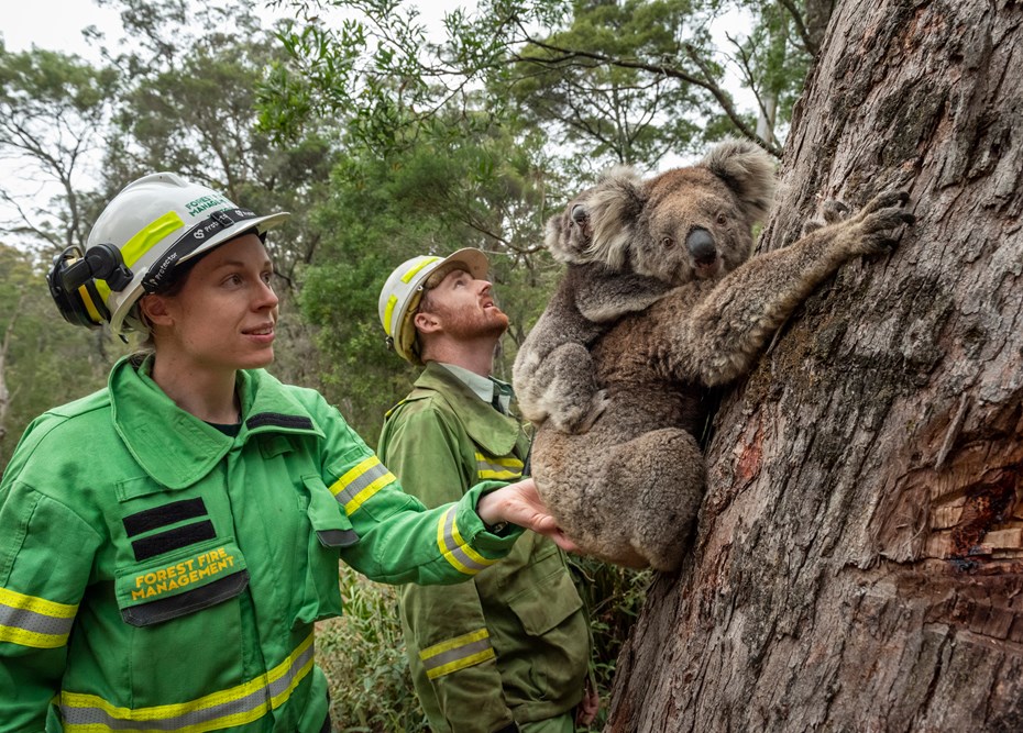 Koala met baby in een boom naast reddingswerkers