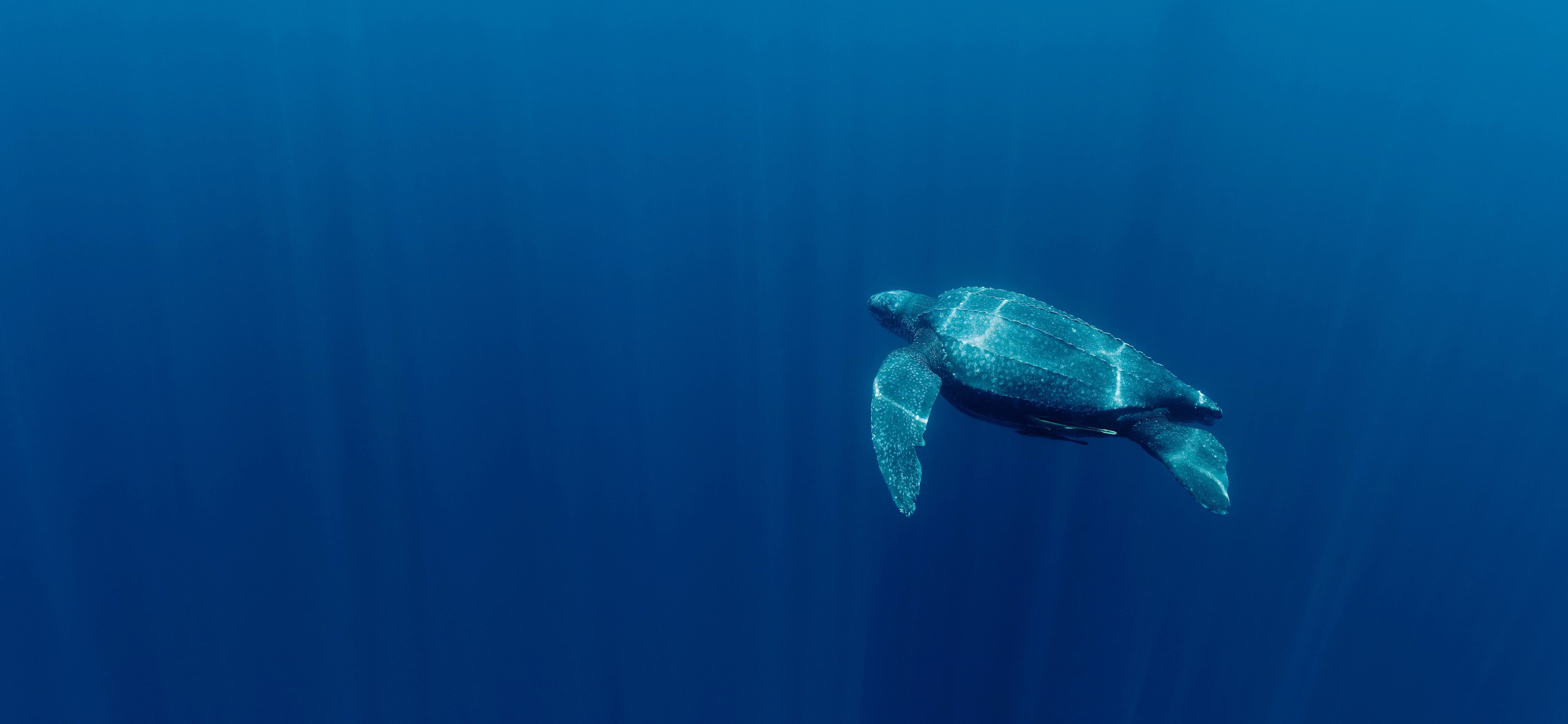 Lederschildpad zwemt in de zee
