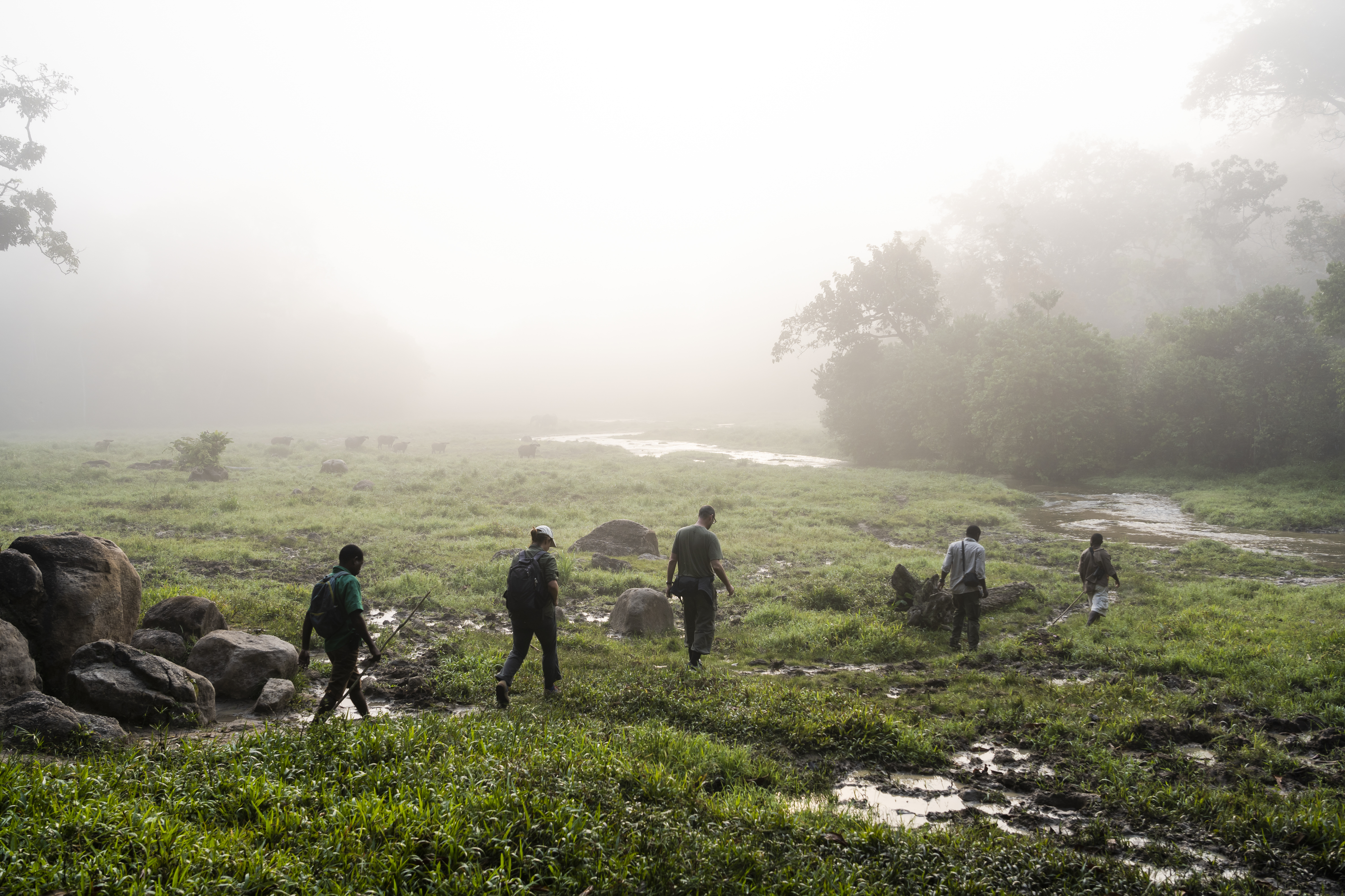 Habitueren van gorillas, Baka groep, Centraal Afrika