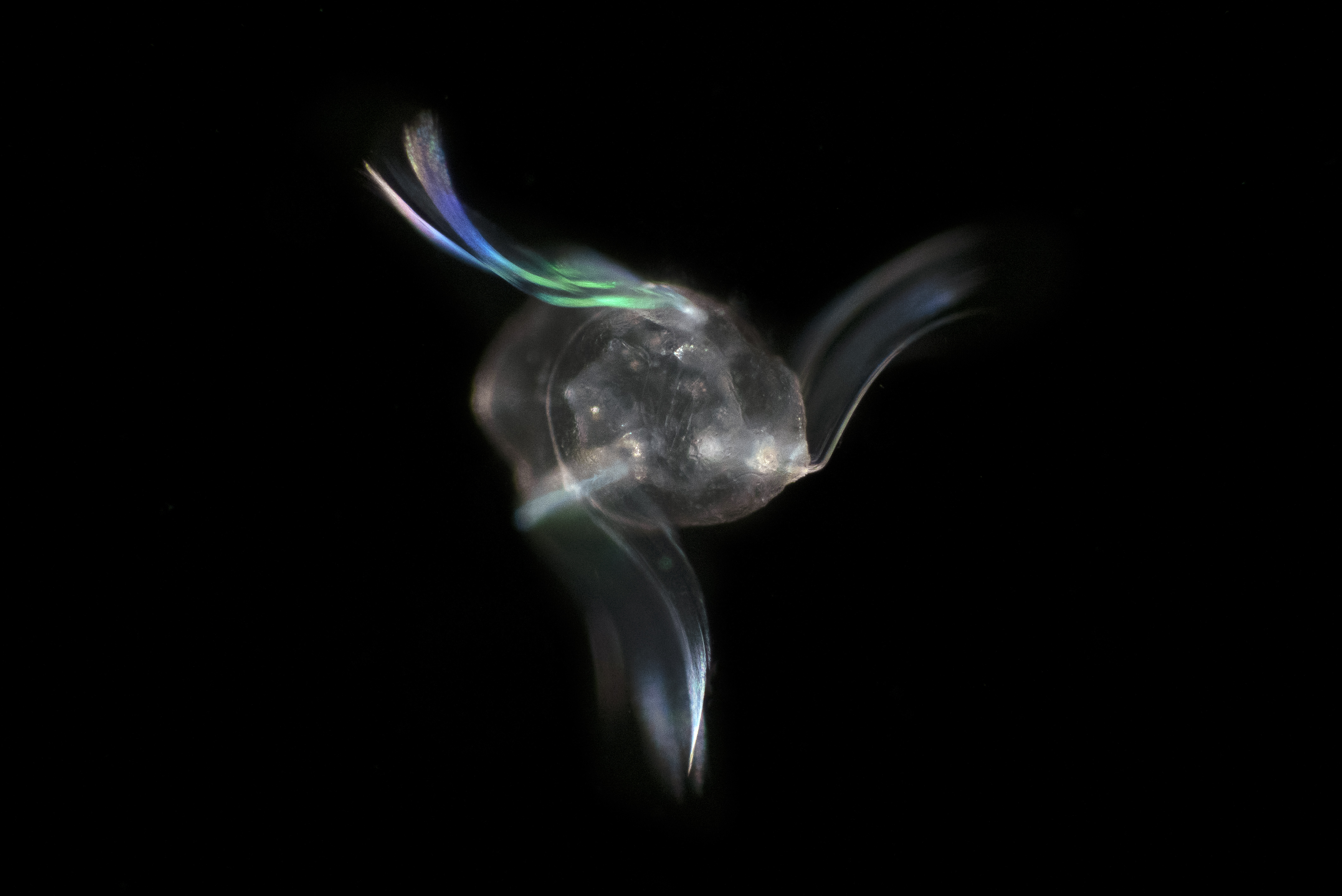 Mnemiopsis leidyi Ribkwal