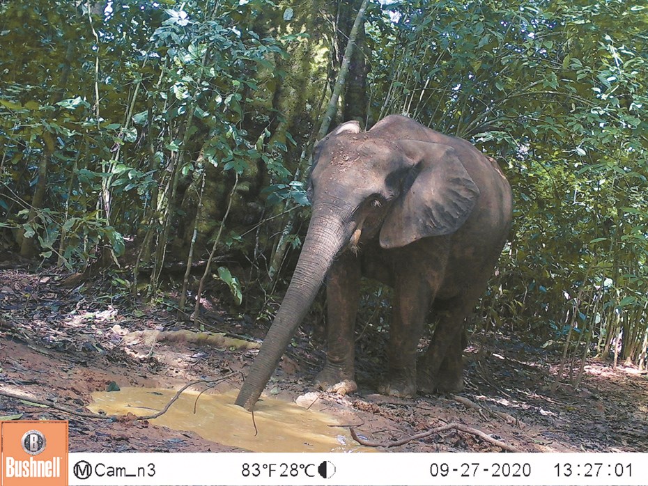 Bosolifant op wildcamera Congo