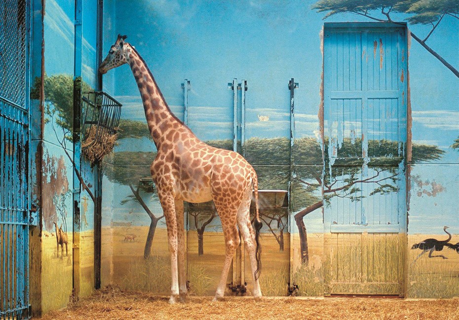 Het werk Zoologischer Garten Paris II van Candida Höfer