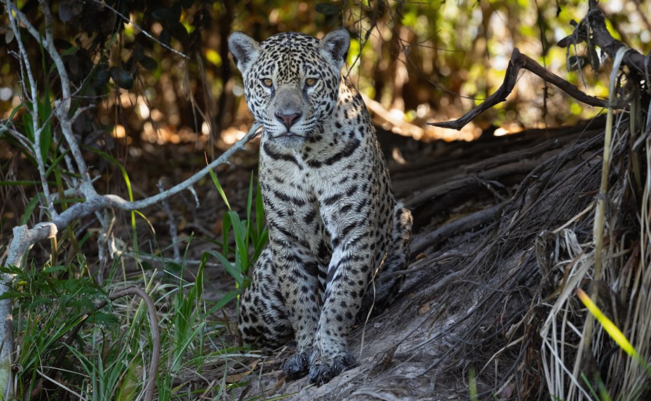 Jaguar zit tussen de bomen