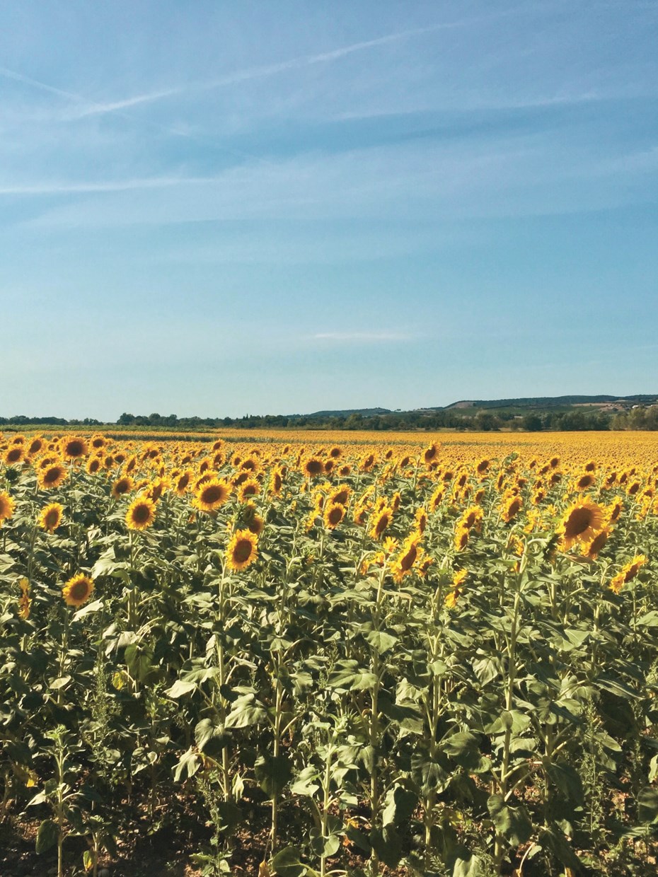 Een landschap met zonnebloemen