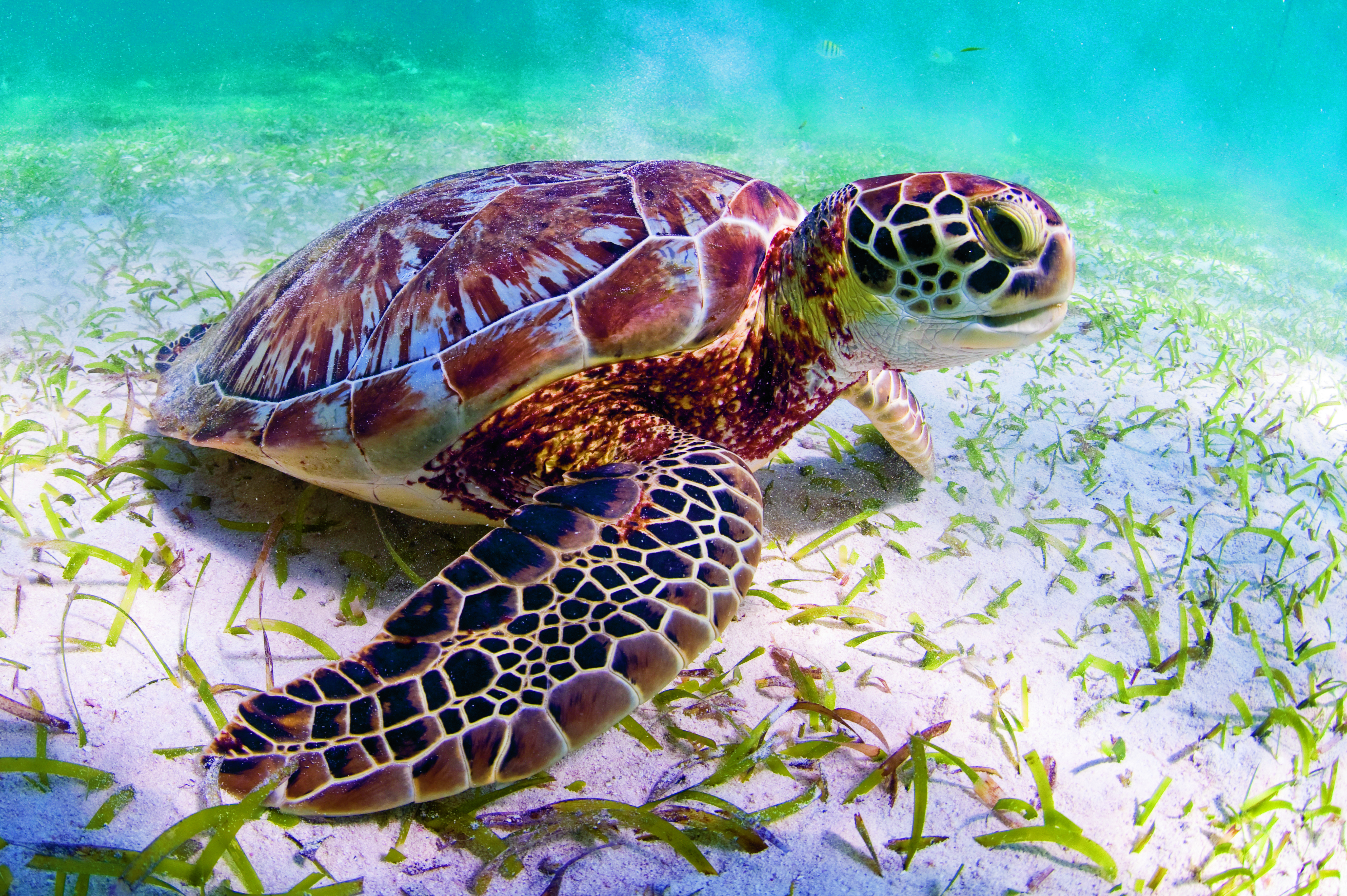 Zeeschildpad zwemt dichtbij de bodem, Belize