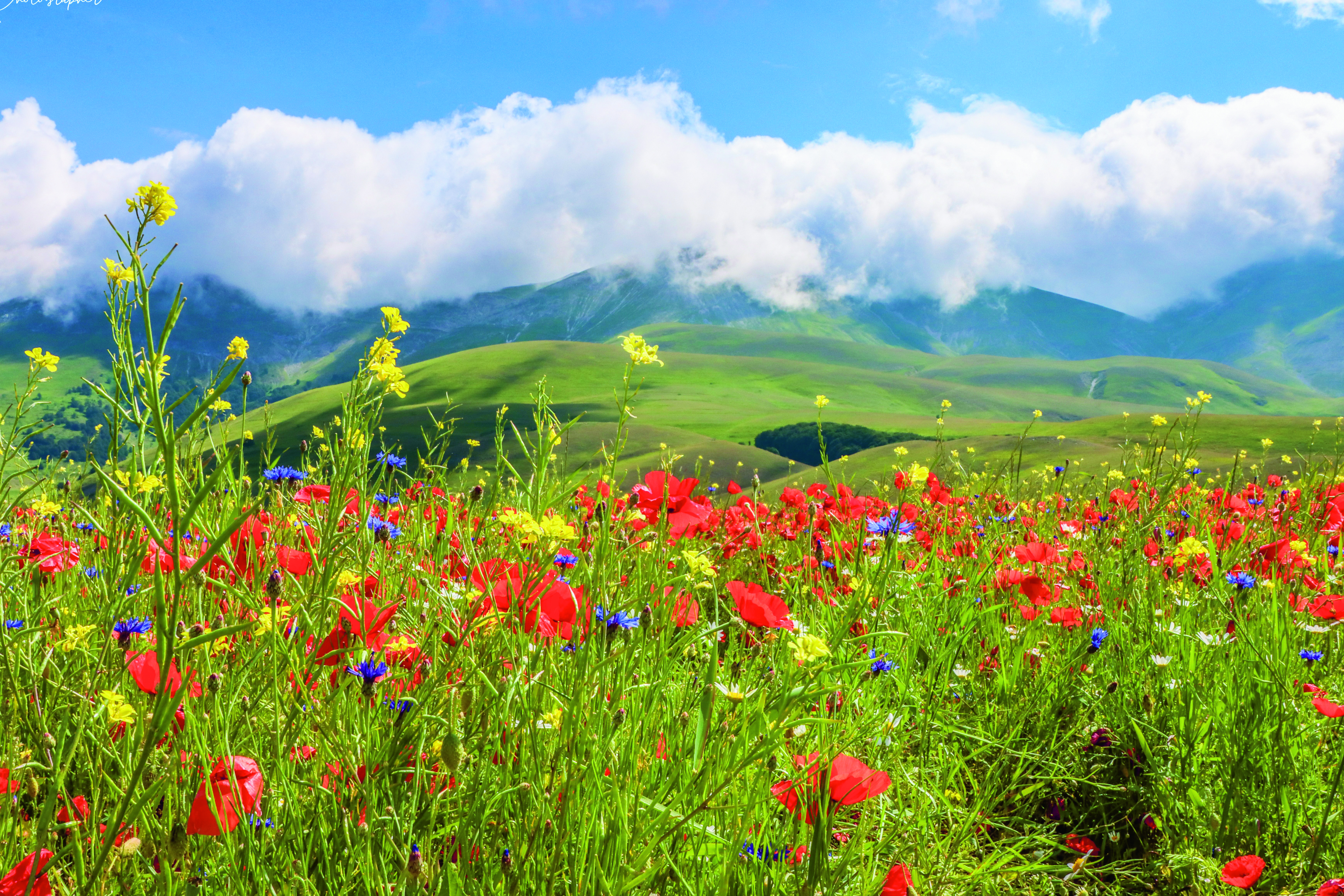 bloemenweide in bergen