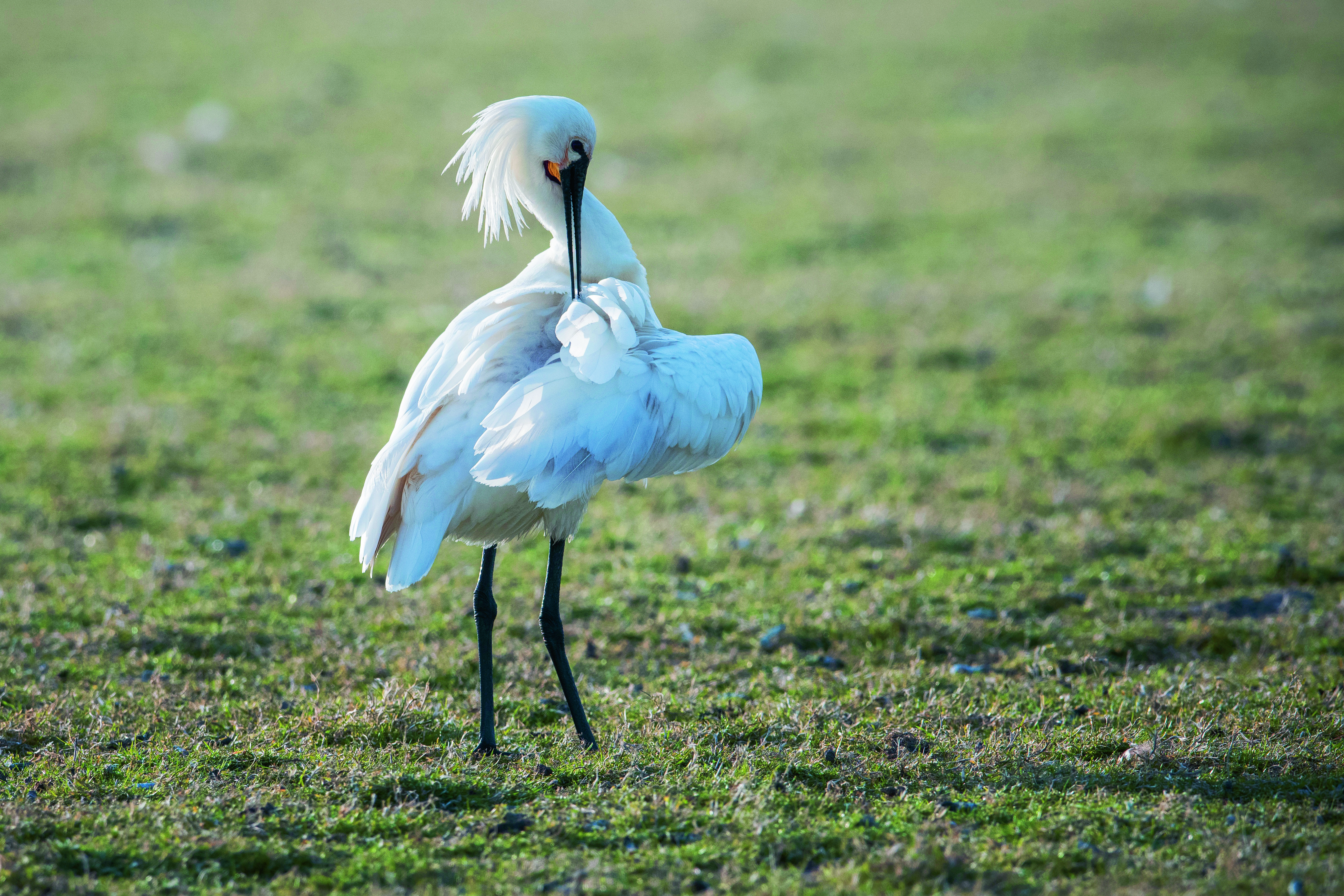 lepelaar steekt snavel tussen veren