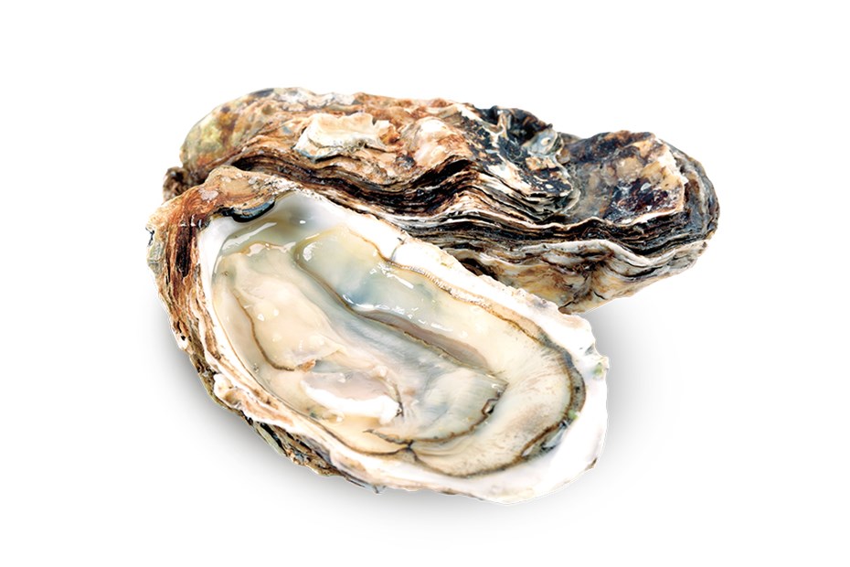 Oester