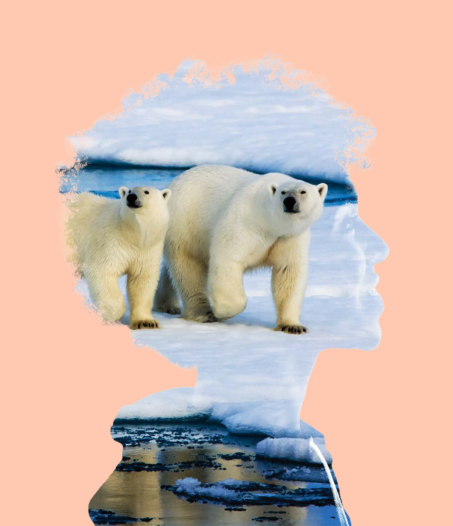 Twee ijsberen lopen in de sneew