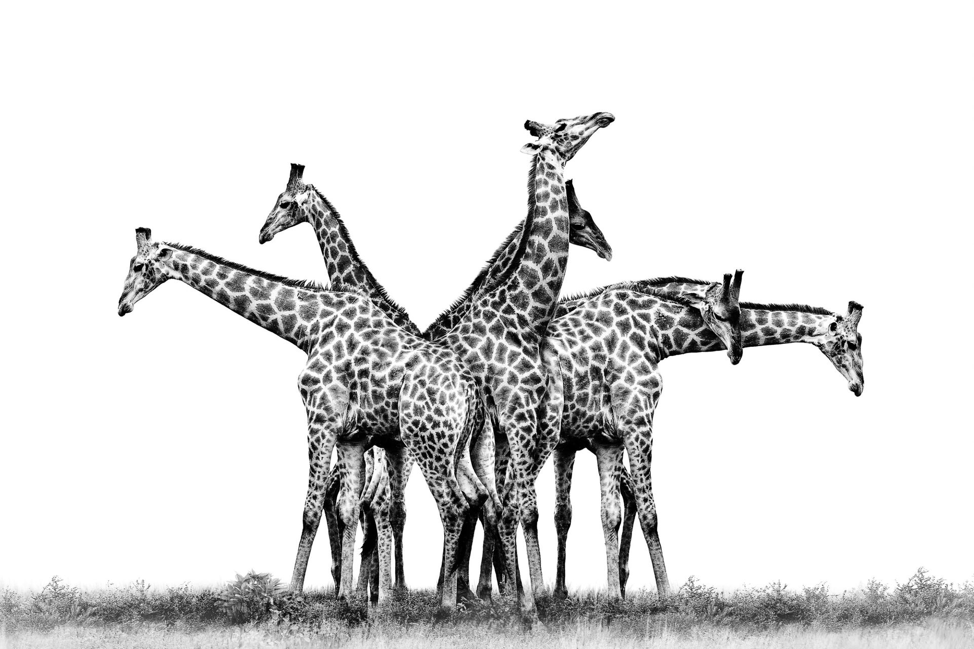 Giraffen zwart wit
