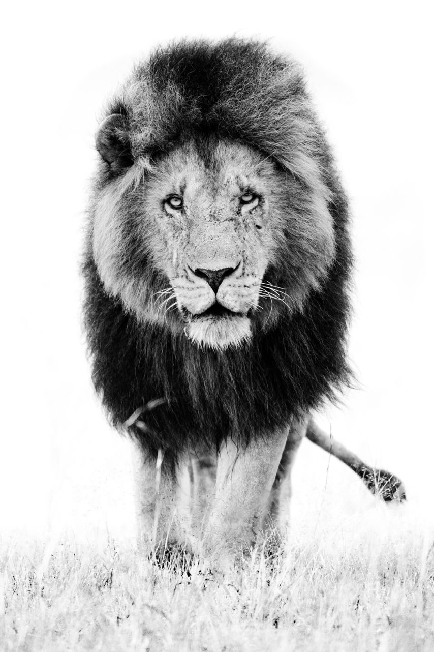 Leeuw zwart wit