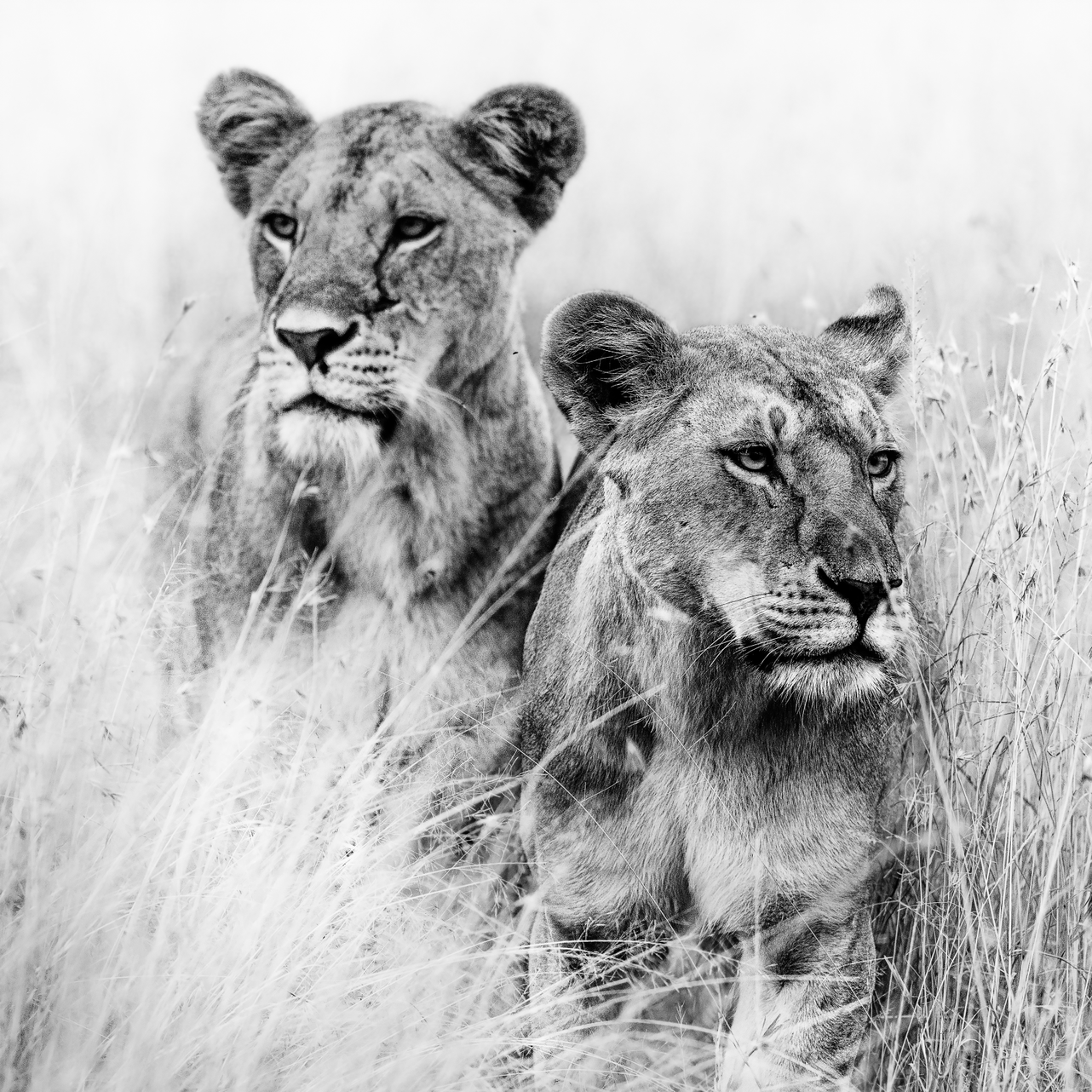 Leeuwinnen in het gras, zwart wit