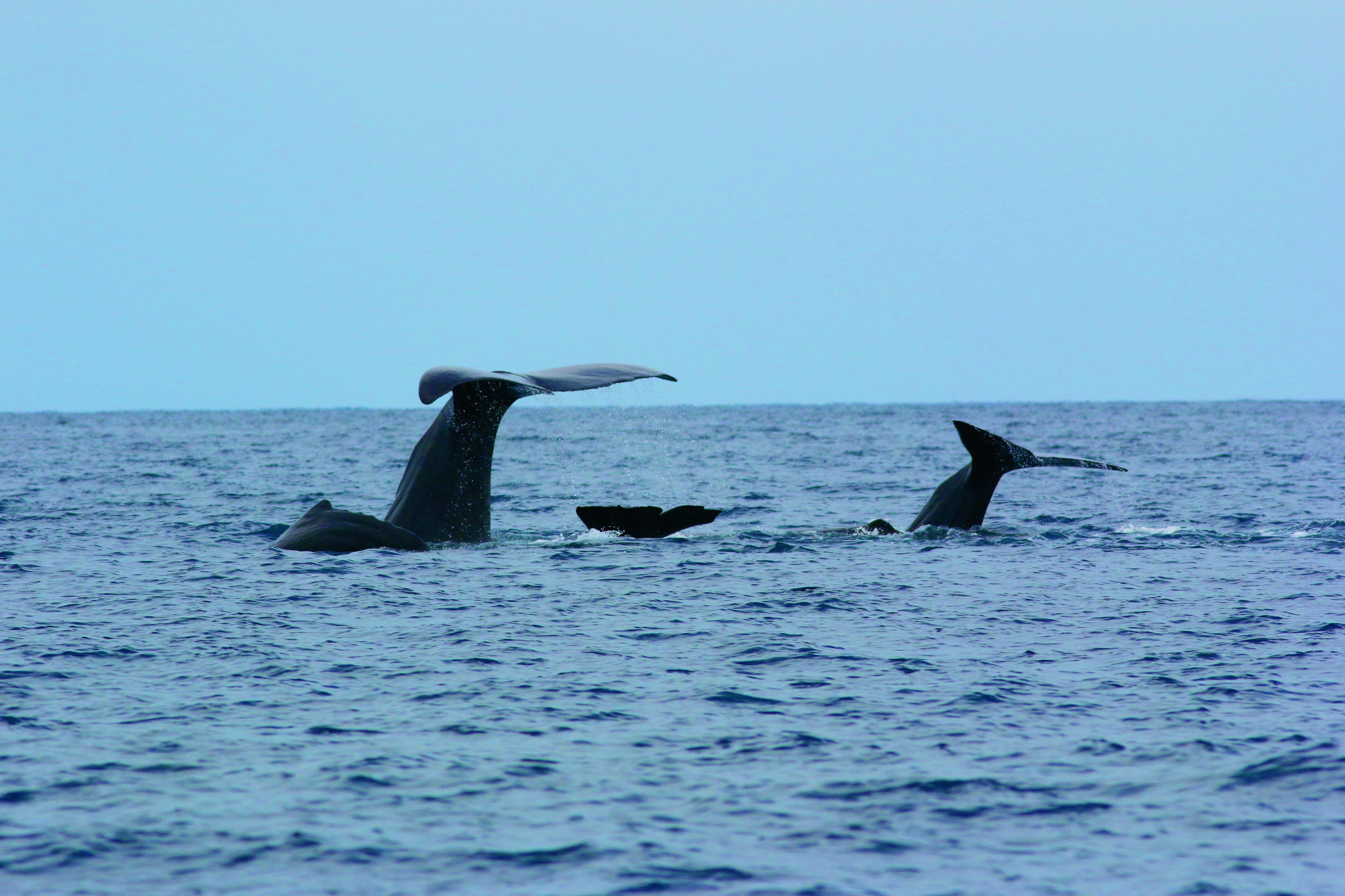 Potvissen staart uit het water