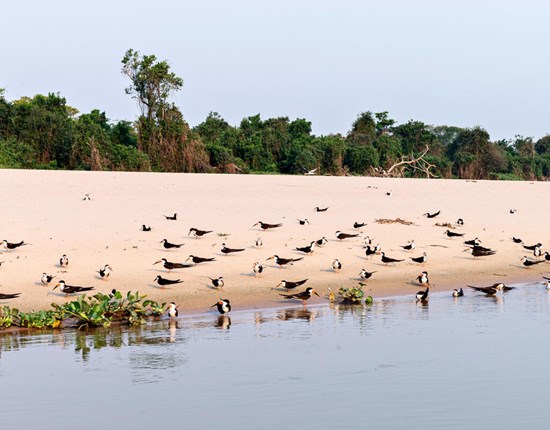 Cuiaba, Pantanal, vogels