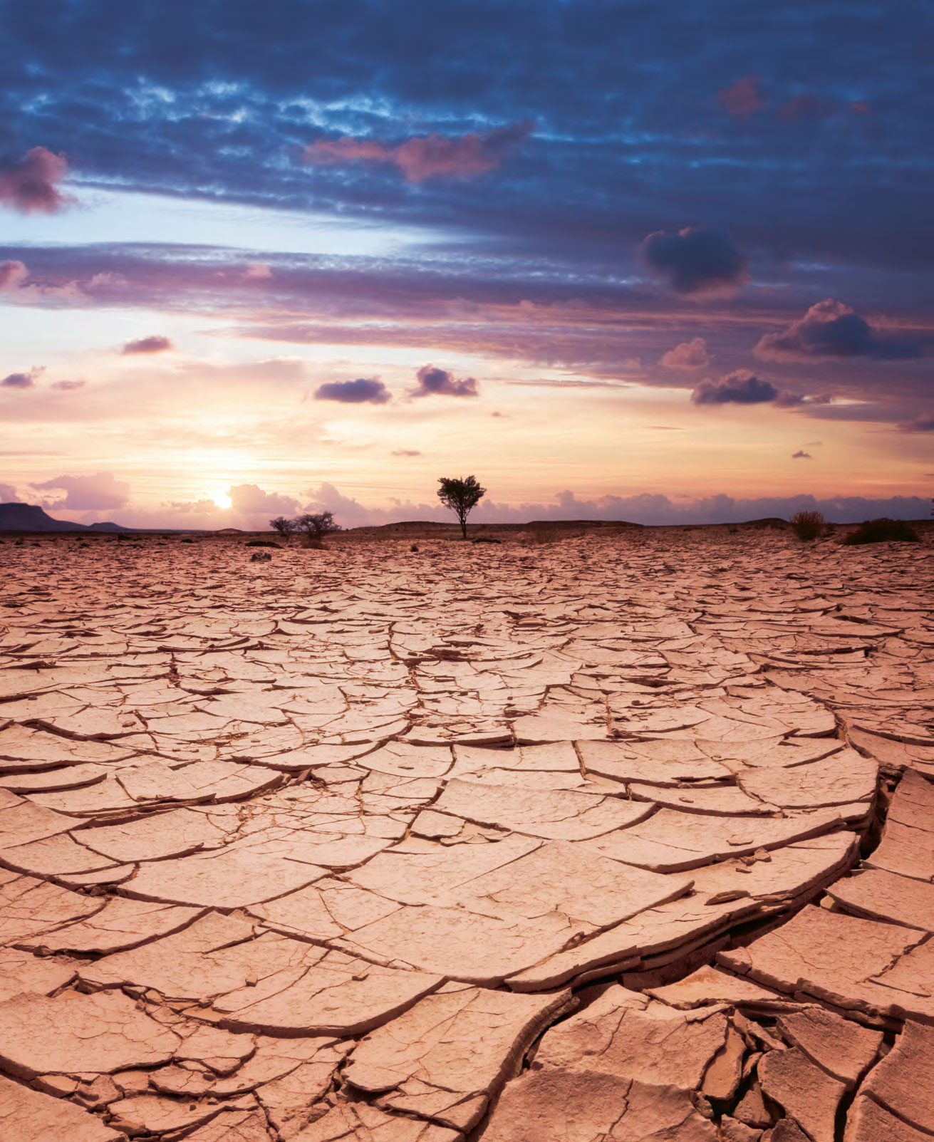 Uitgestrekt gebied met droogte, bodem droog, boom in de verte