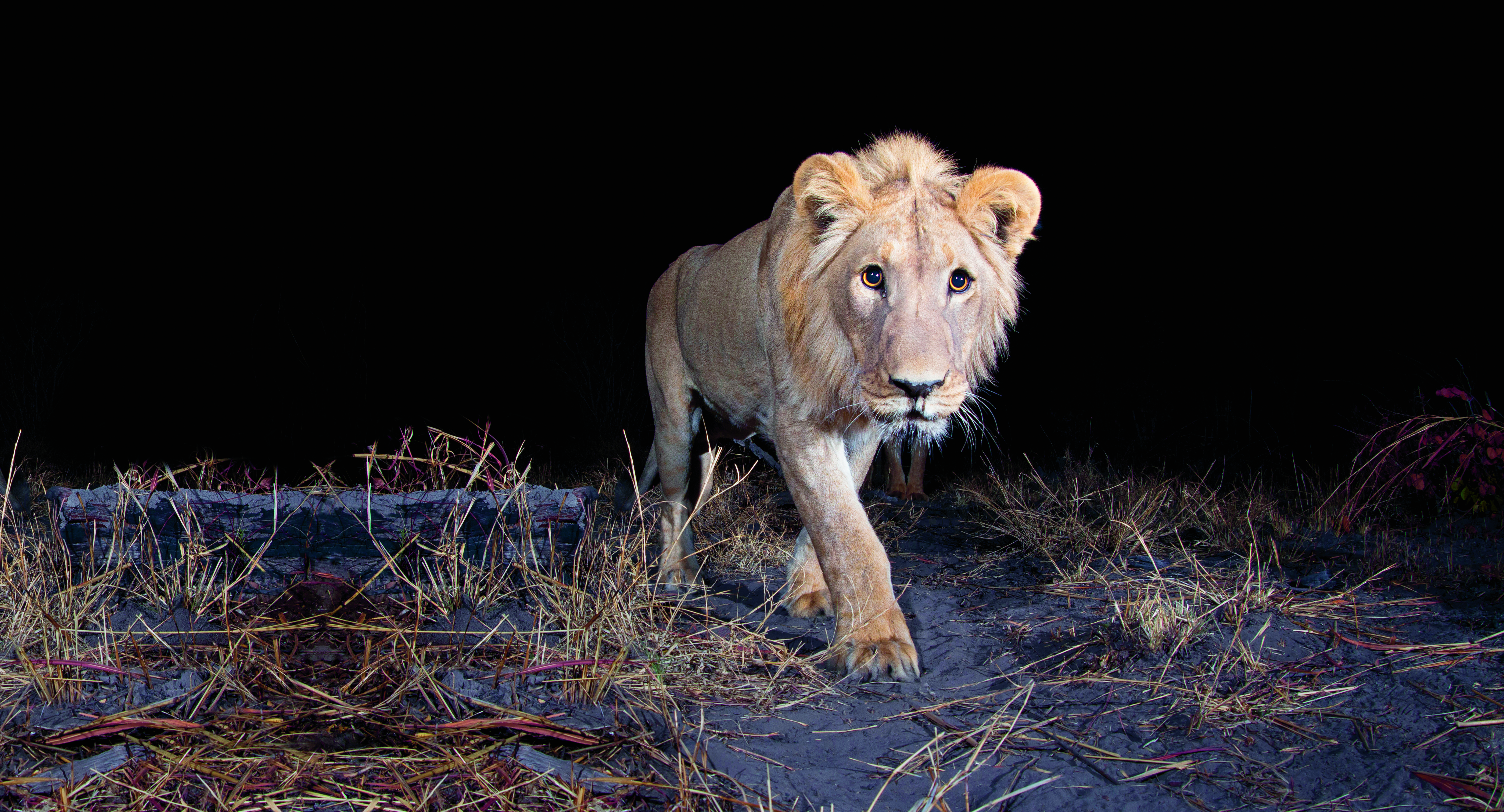 Leeuw loopt door de nacht, verborgen camera, cameraval
