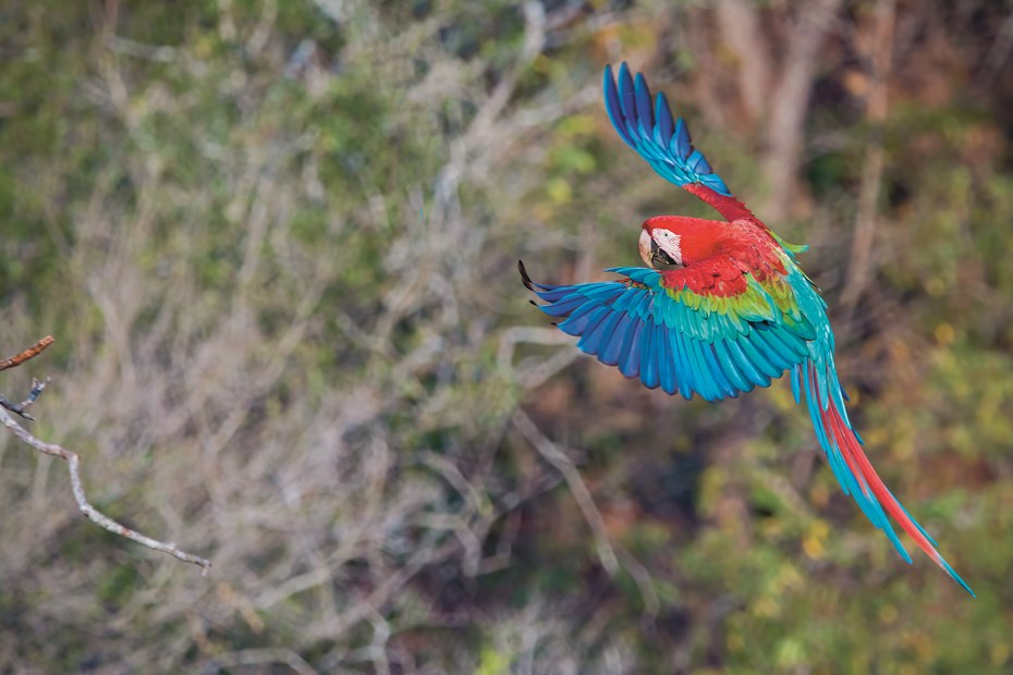 Rood-groene macaw papegaai