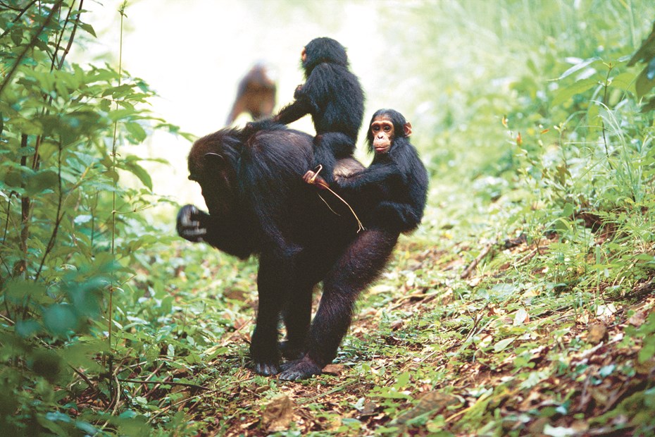 Moeder chimpansee draagt een baby tweeling op haar rug