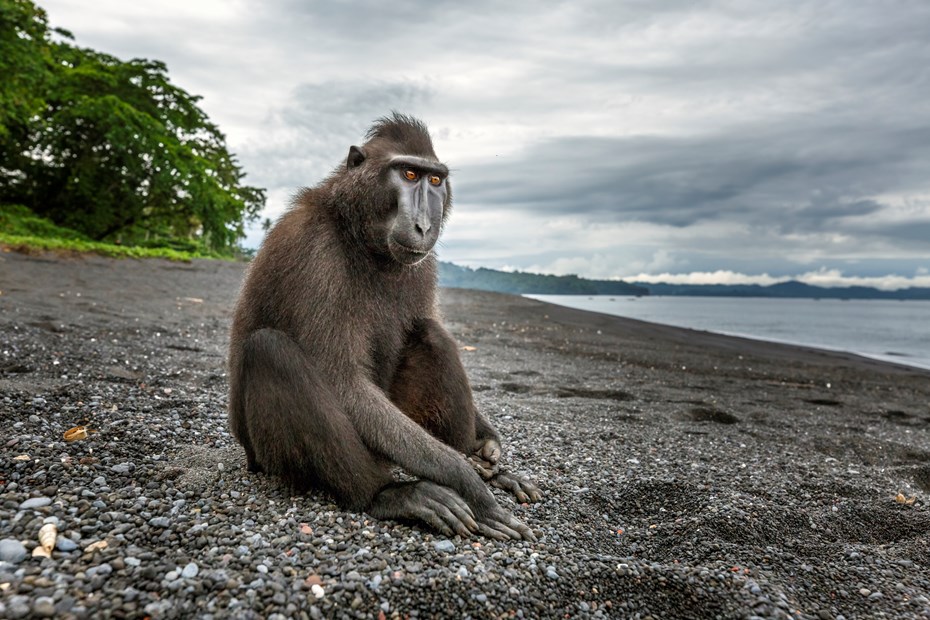 Een zwarte Sulawesi kuifmakaak op een stuk zwart zandstrand