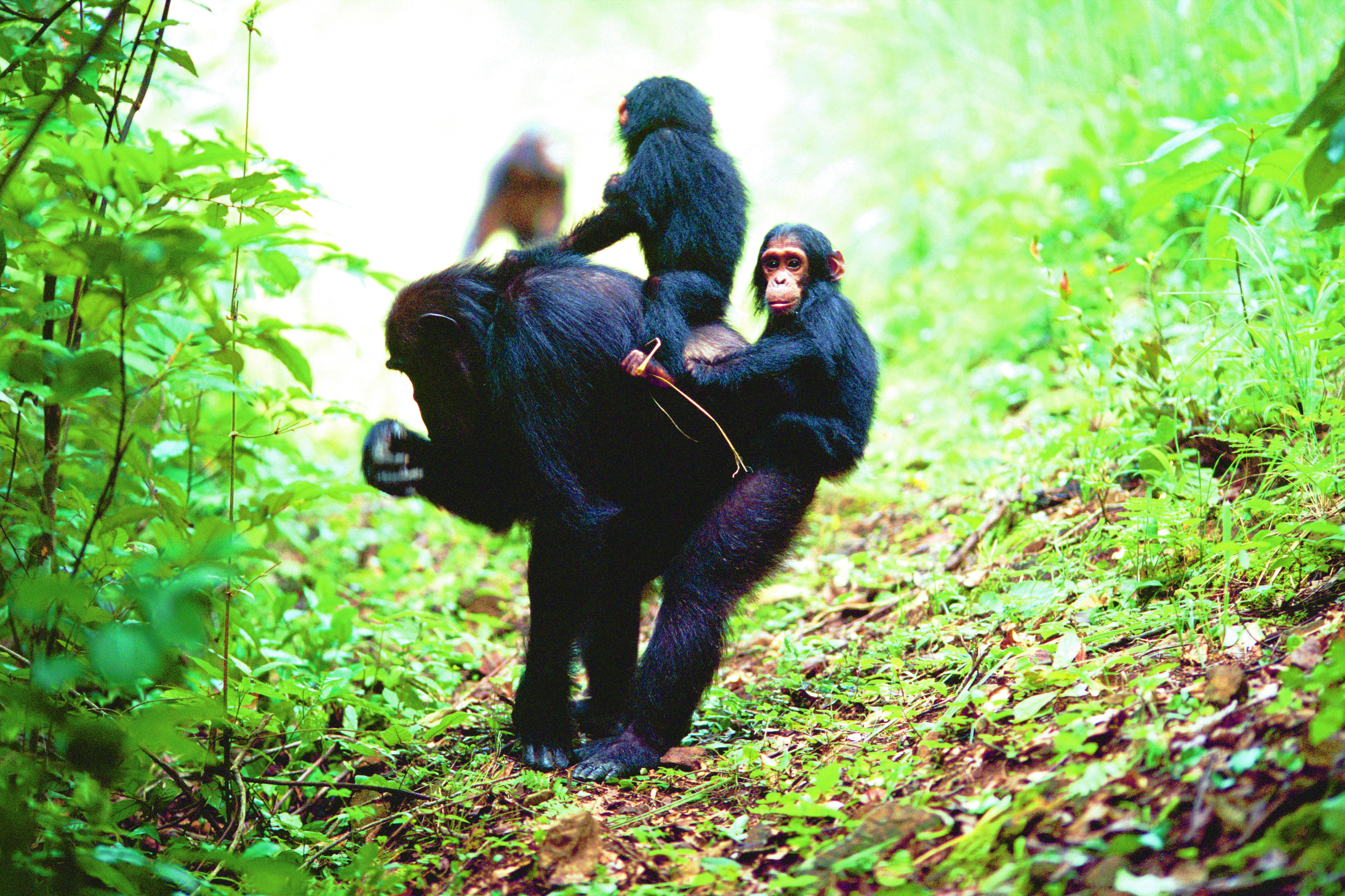 Moeder chimpansee draagt ​​een baby tweeling op haar rug