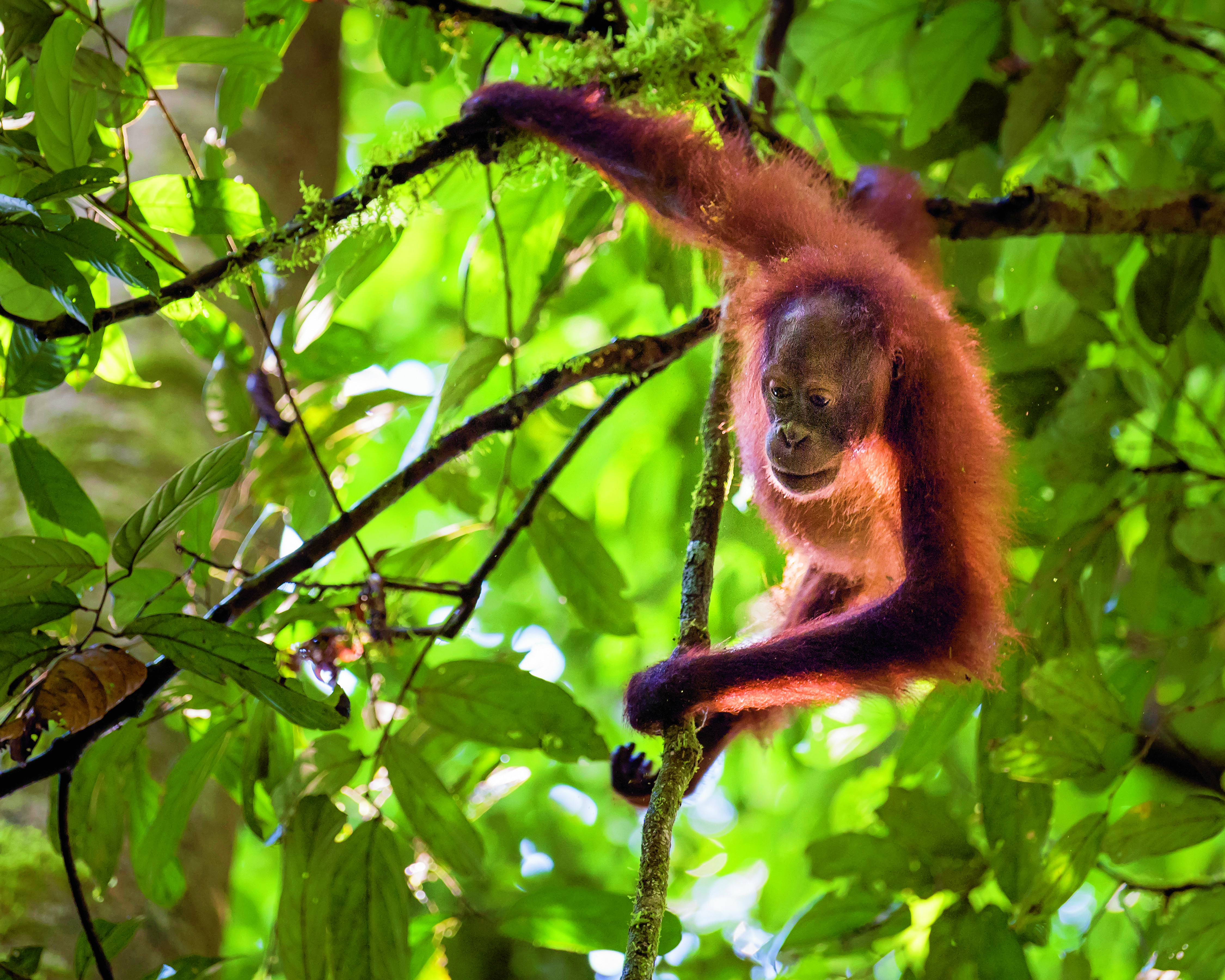 Jonge orang-oetan, Borneo, tussen de takken