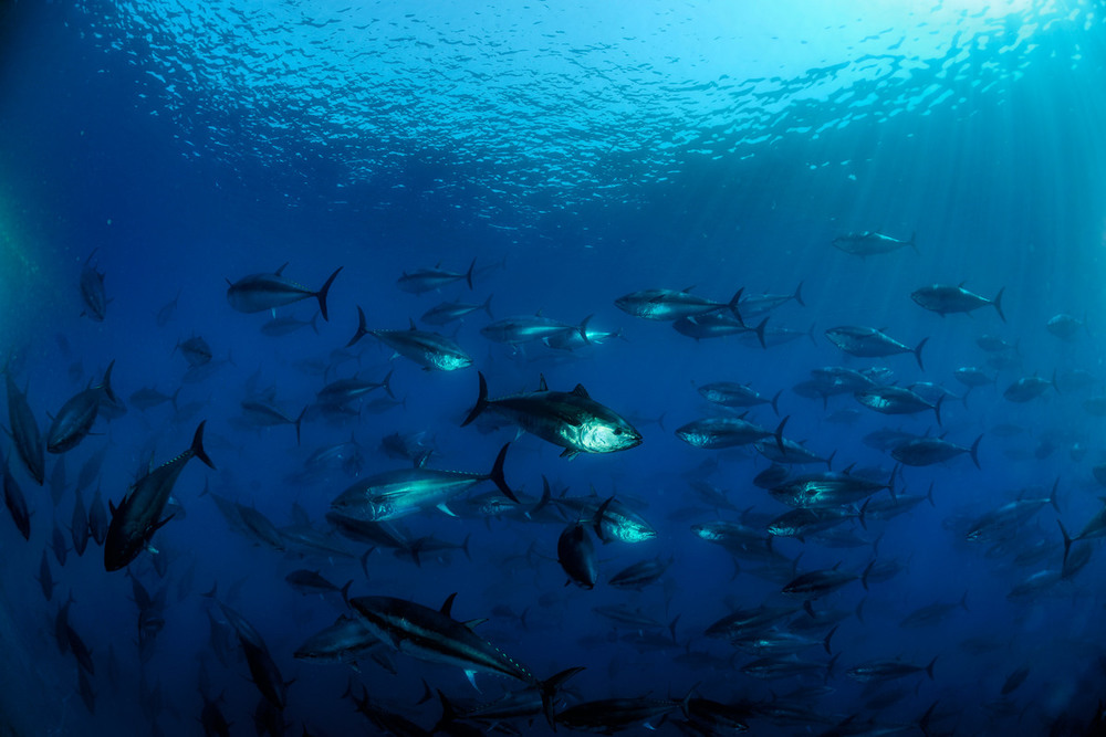 Blauwvintonijn zwemmen in schol in de zee