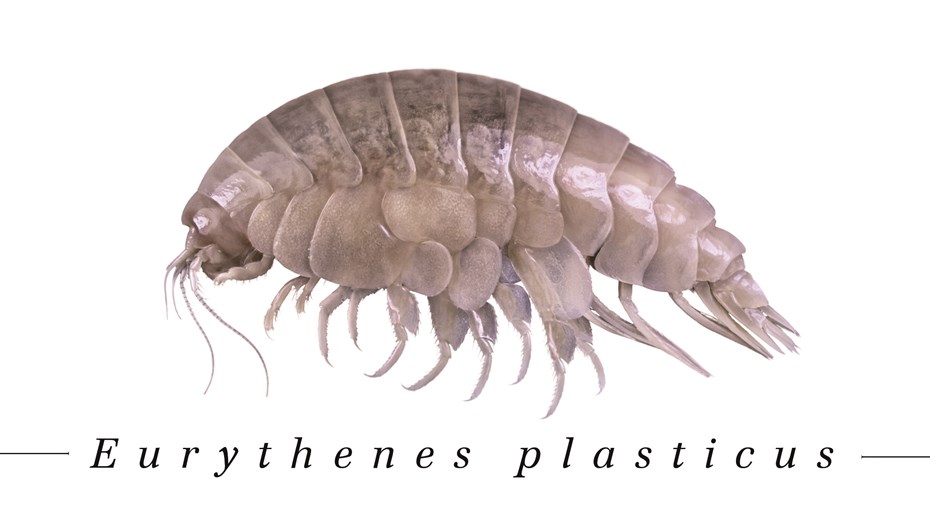 eurythenes plasticus garnaal