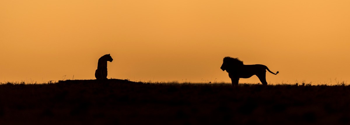 Twee leeuwen bij zonsondergang 