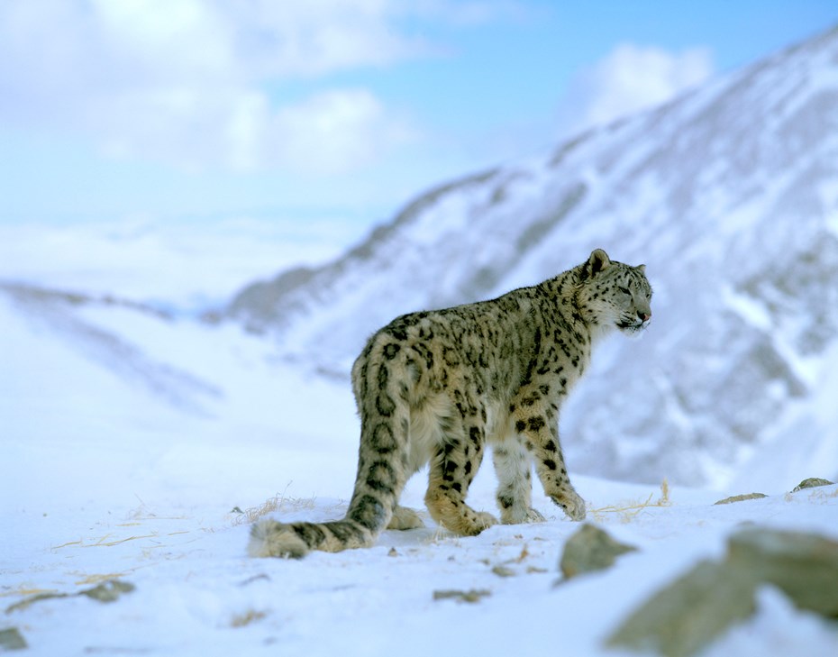 Sneeuwluipaard op een berg