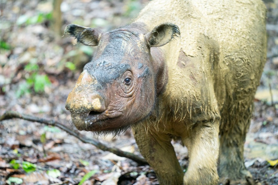Sumatraanse neushoorn Iman