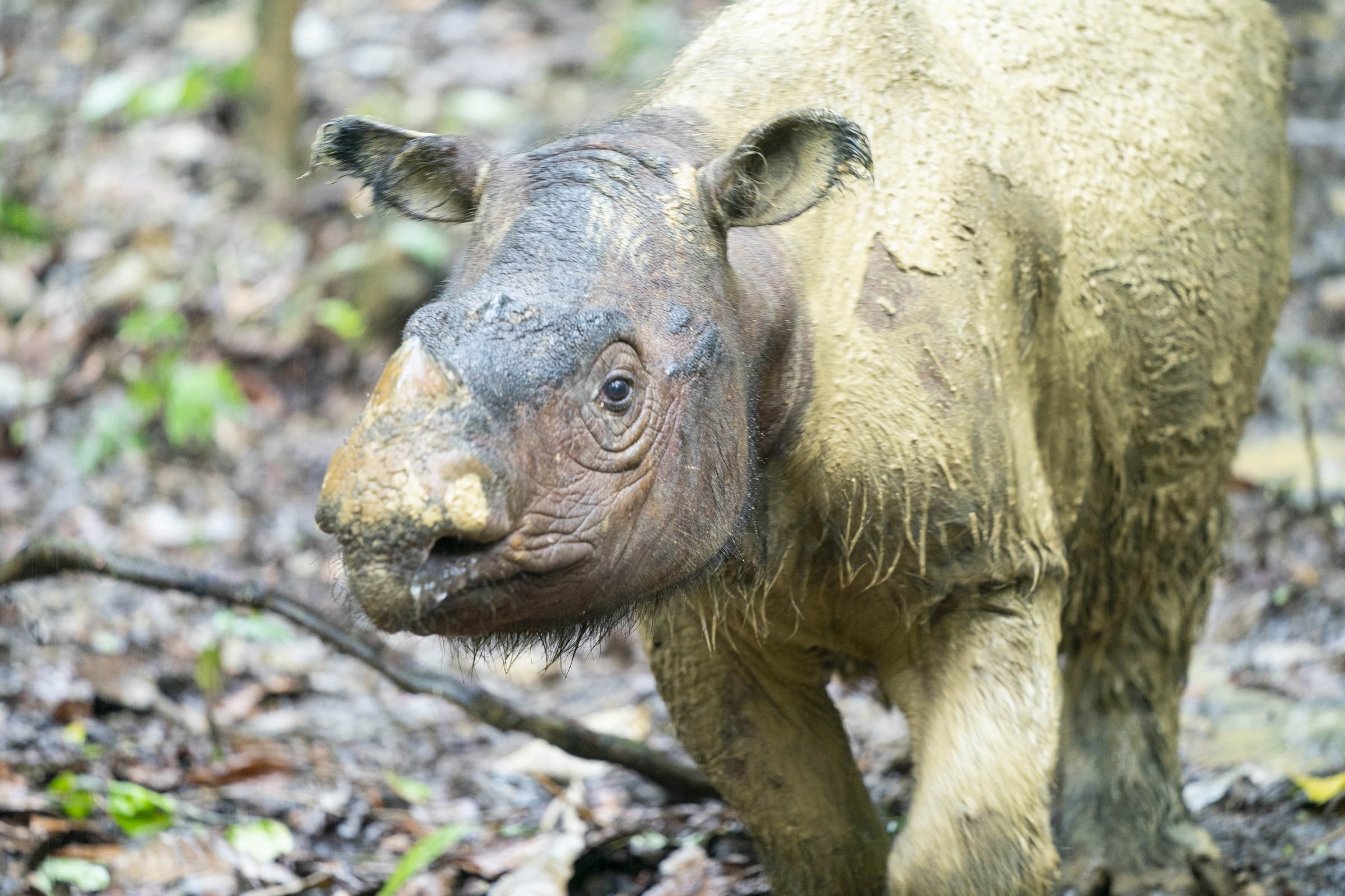 Sumatraanse neushoorn Iman