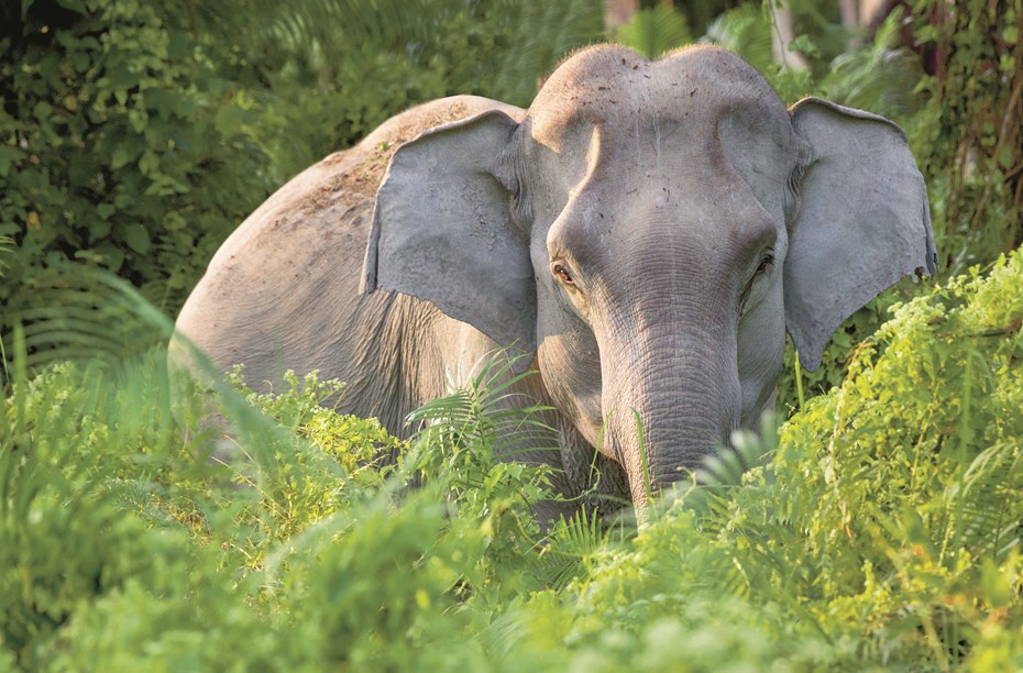 Aziatische olifant staat verschuilt achter blad