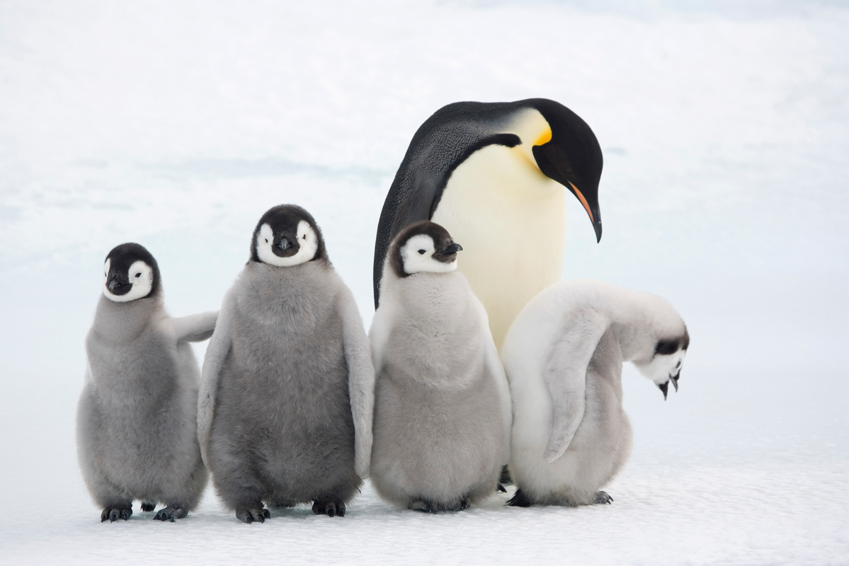 Keizerpinguïn met baby's
