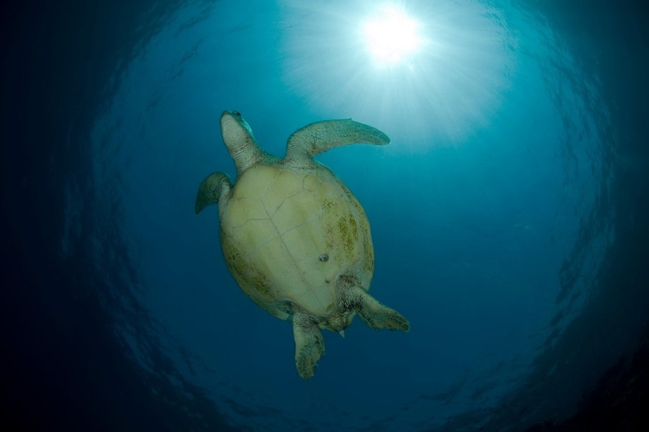 Onderaanzicht groene zeeschildpad zwemt in de zee