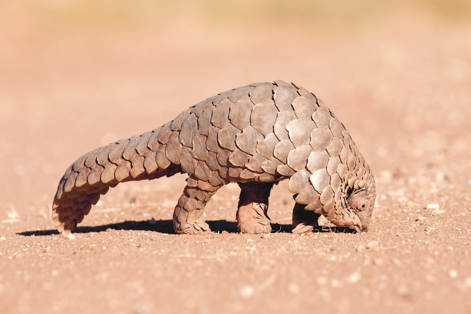 Schubdier pangolin