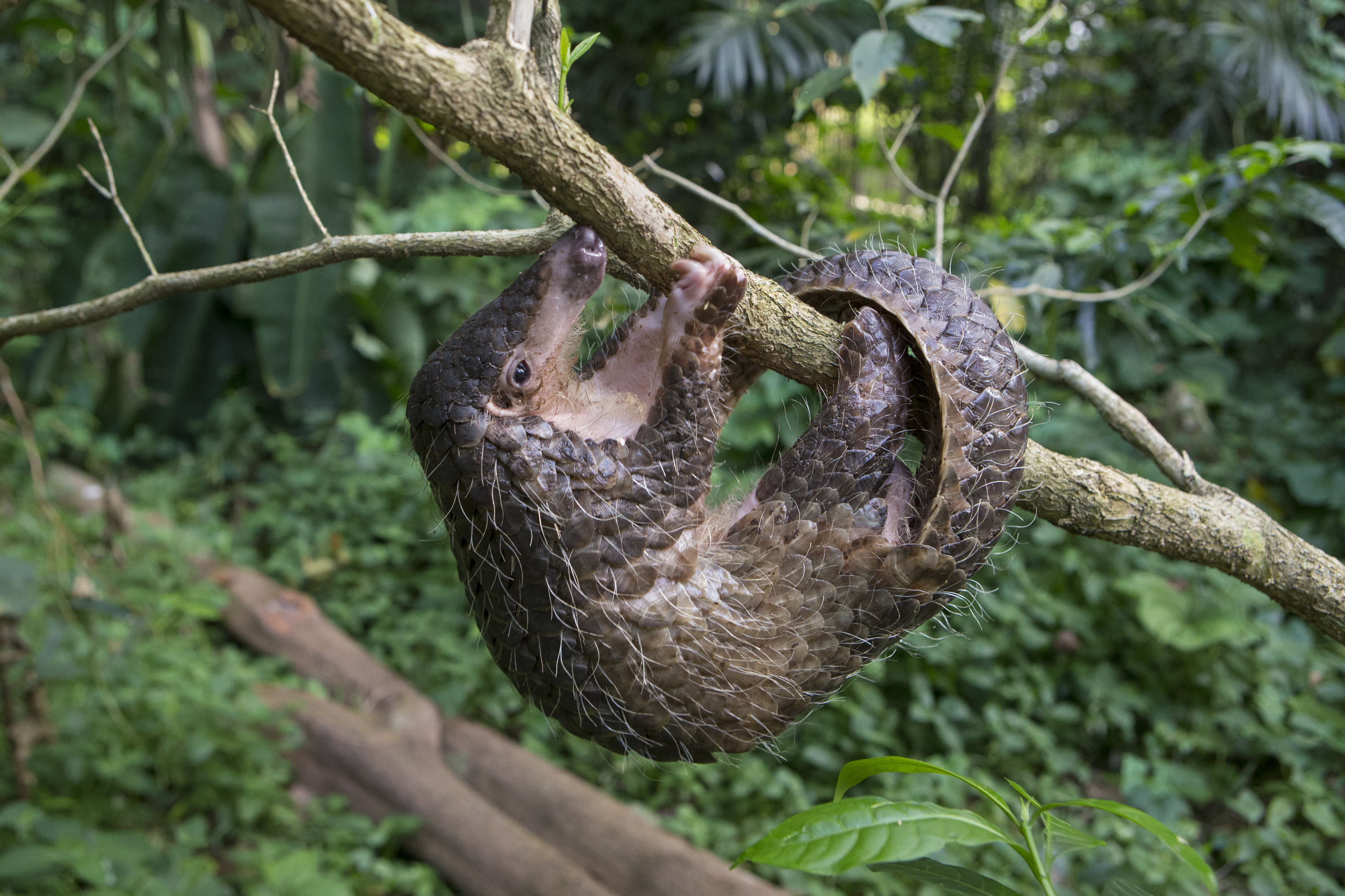 Schubdier hangt aan een tak, pangolin, in Singapore
