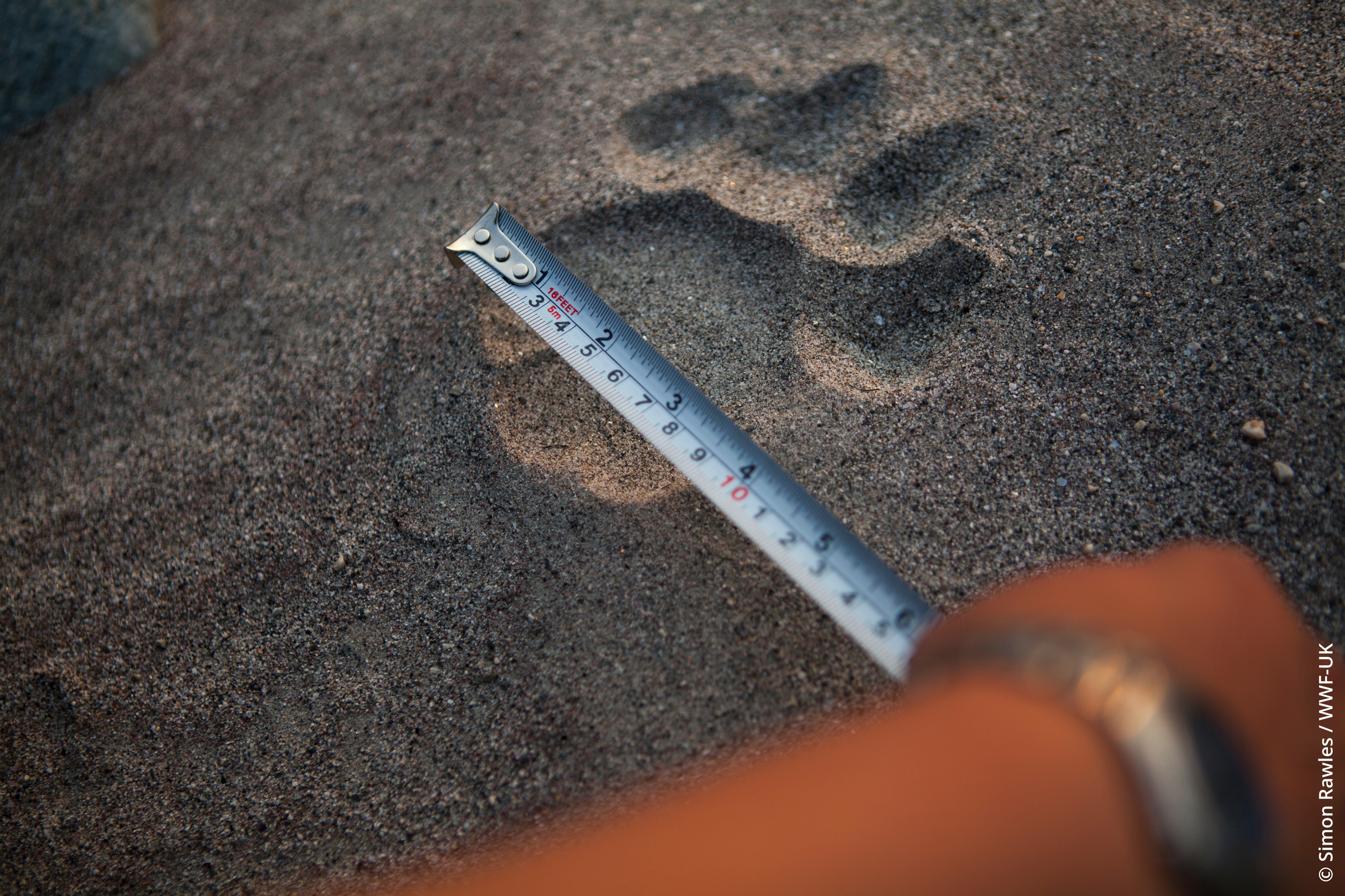 Voetafdruk van een tijger met meetlint erboven