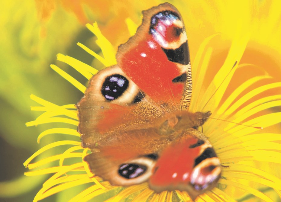 Vlinder op gele bloem