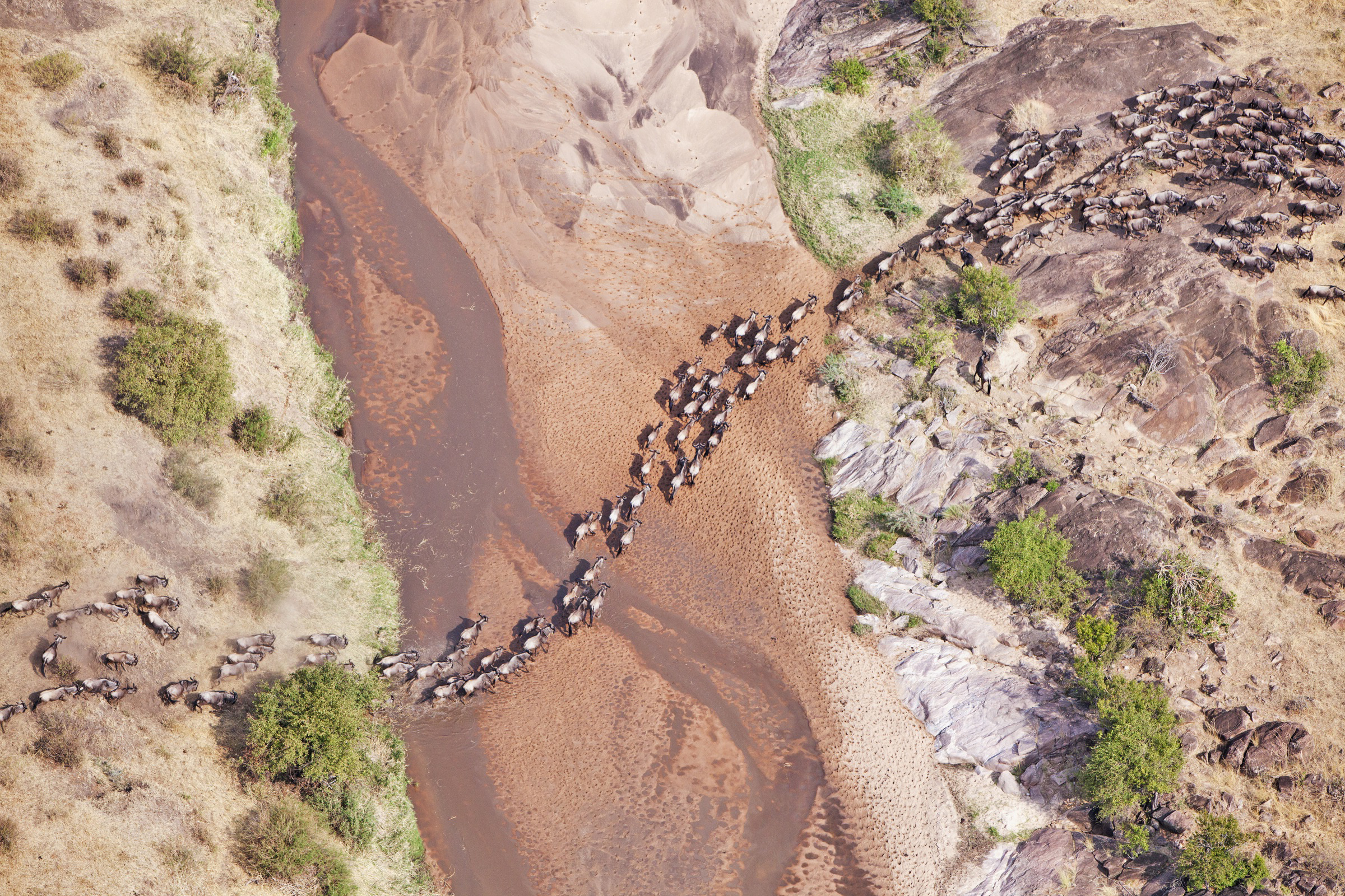 Bovenaanzicht wildebeesten