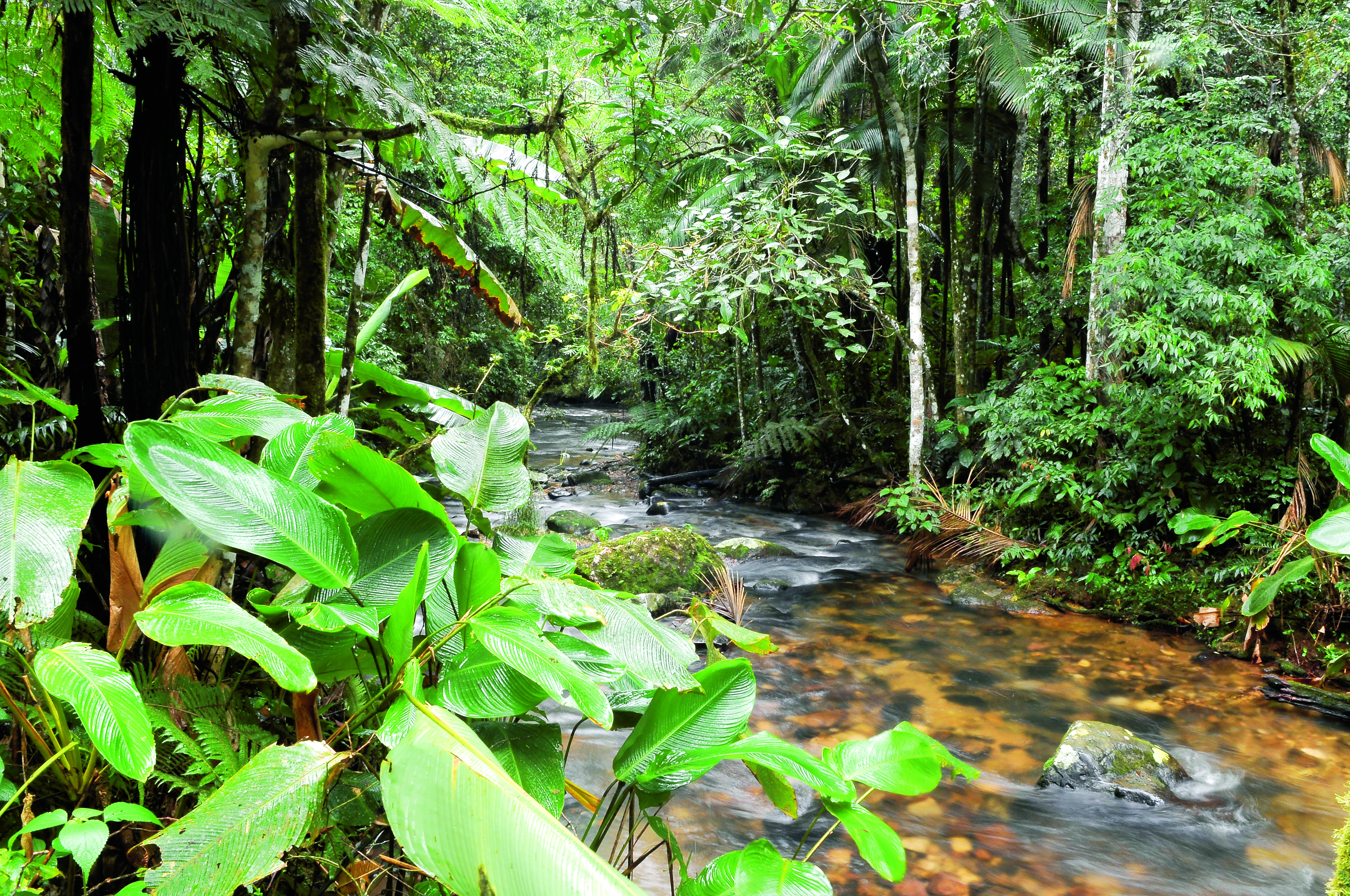 Bos Atlantisch Regenwoud, Brazilië